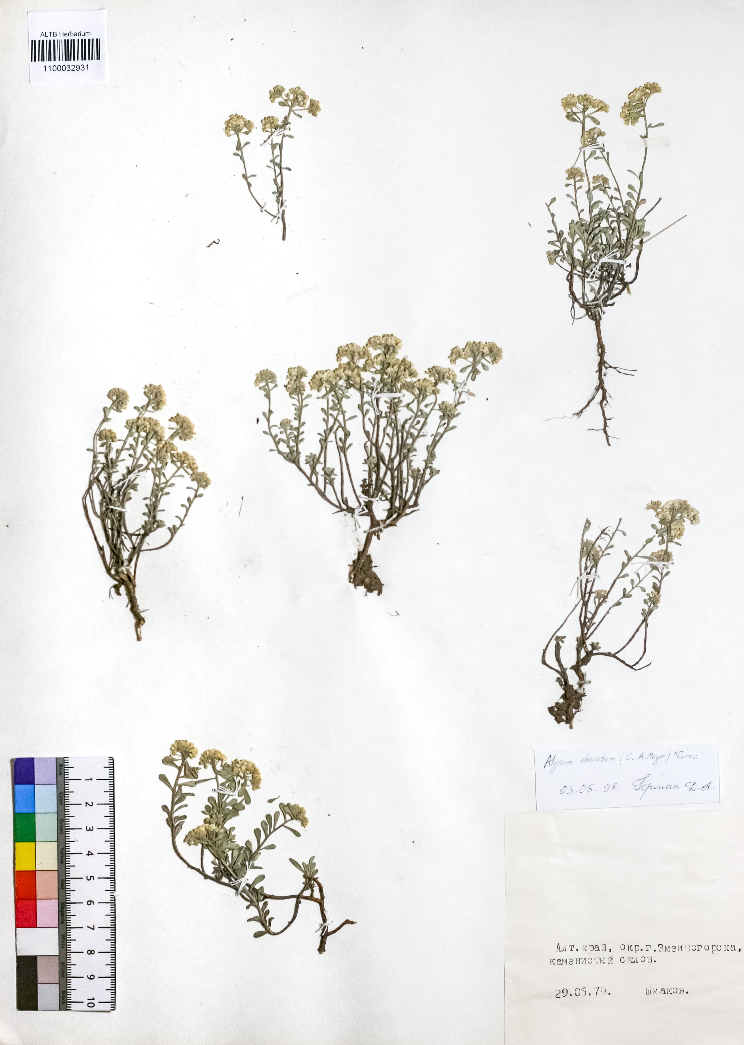Alyssum obovatum (C.A.Mey.) Turcz.