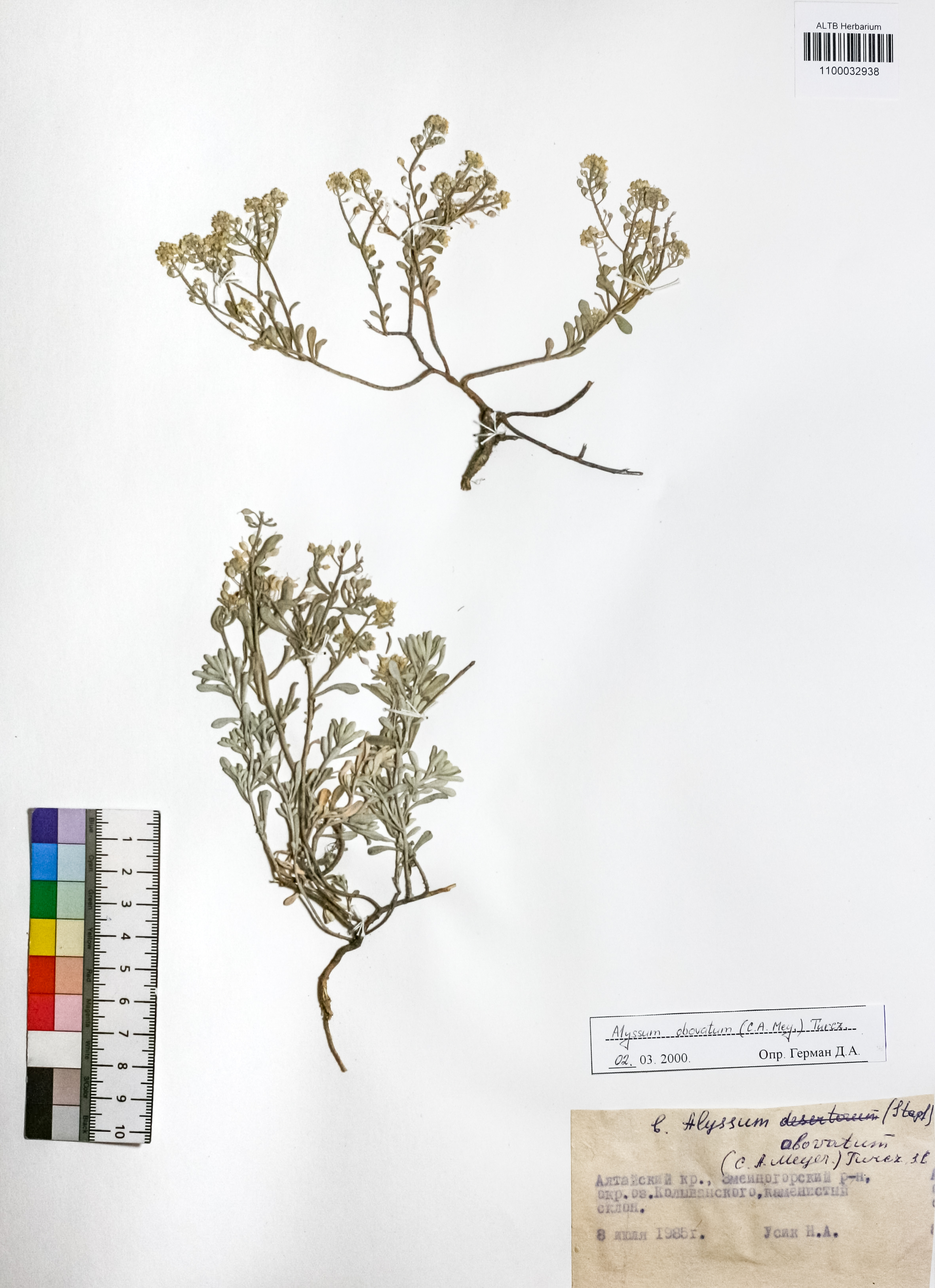 Alyssum obovatum (C.A.Mey.) Turcz.