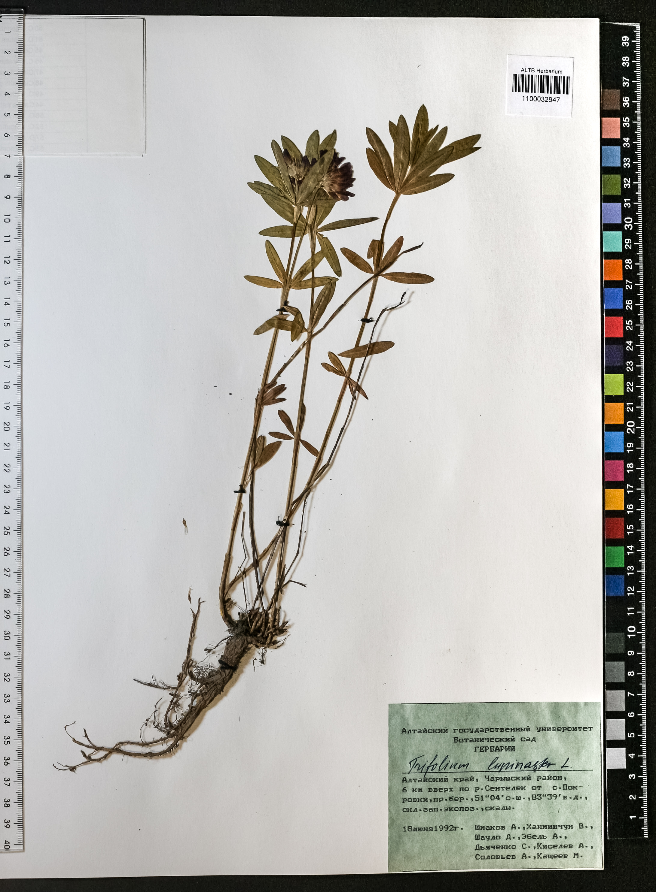 Trifolium lupinaster L.