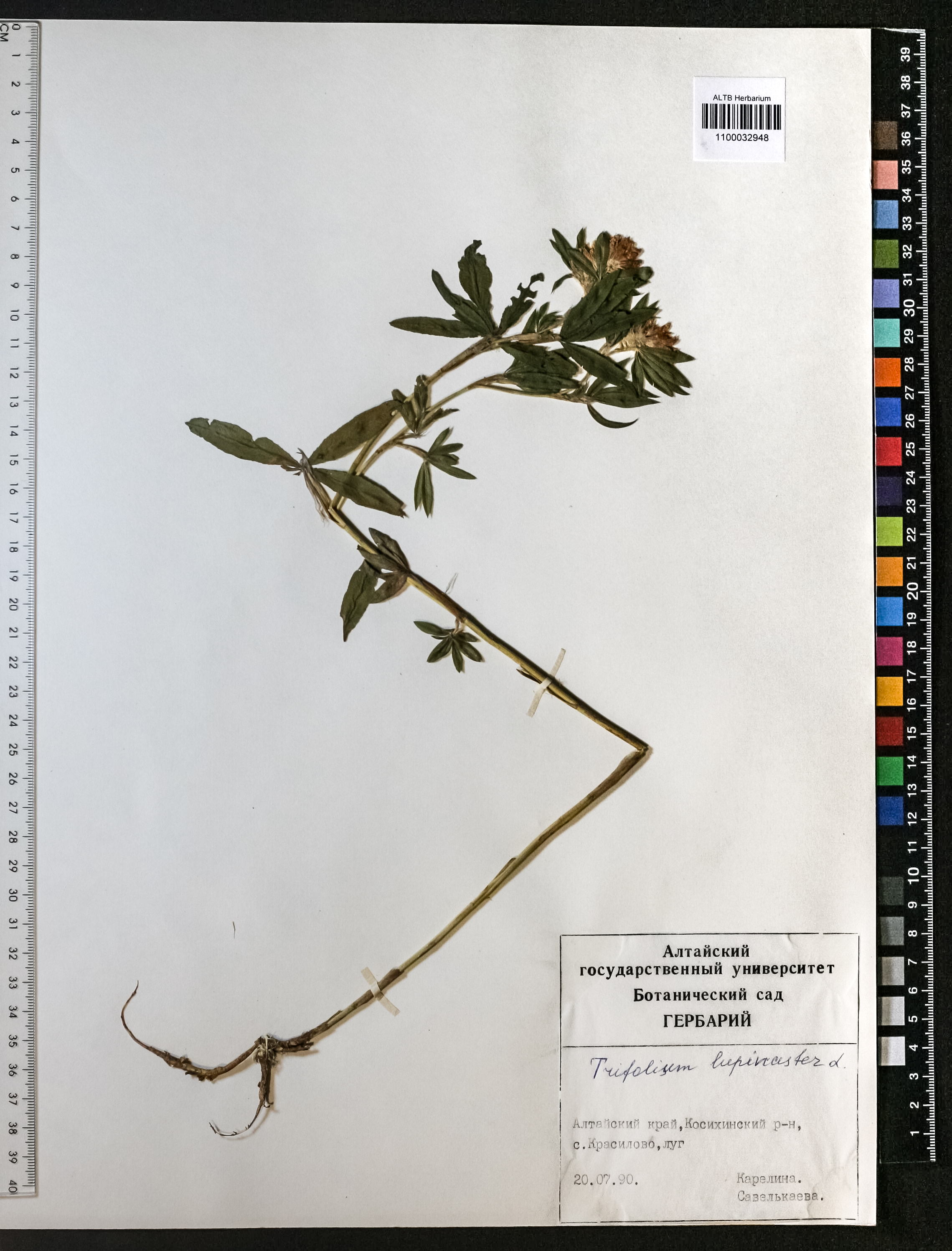 Trifolium lupinaster L.