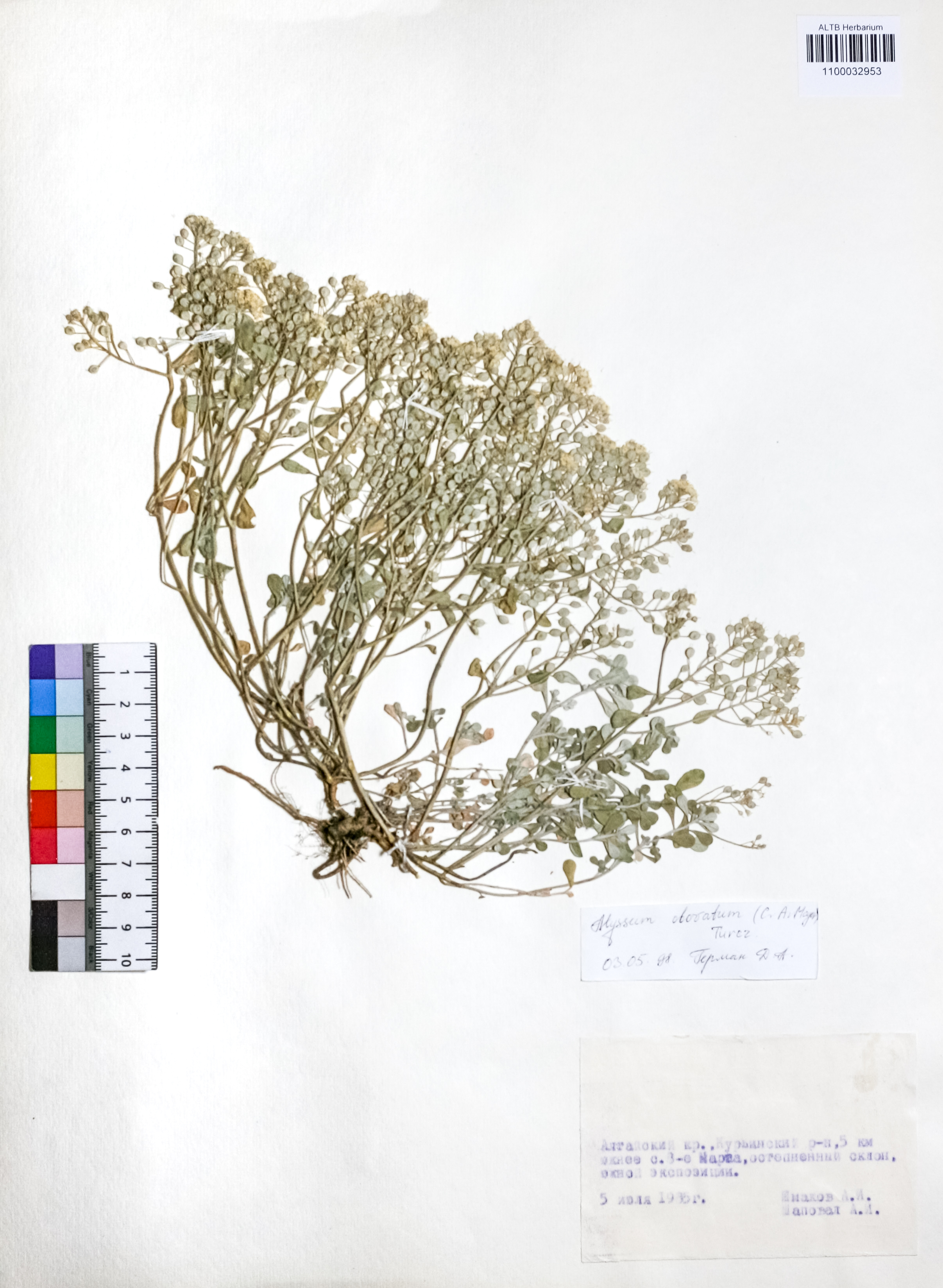 Alyssum obovatum (C.A.Mey.) Turcz.