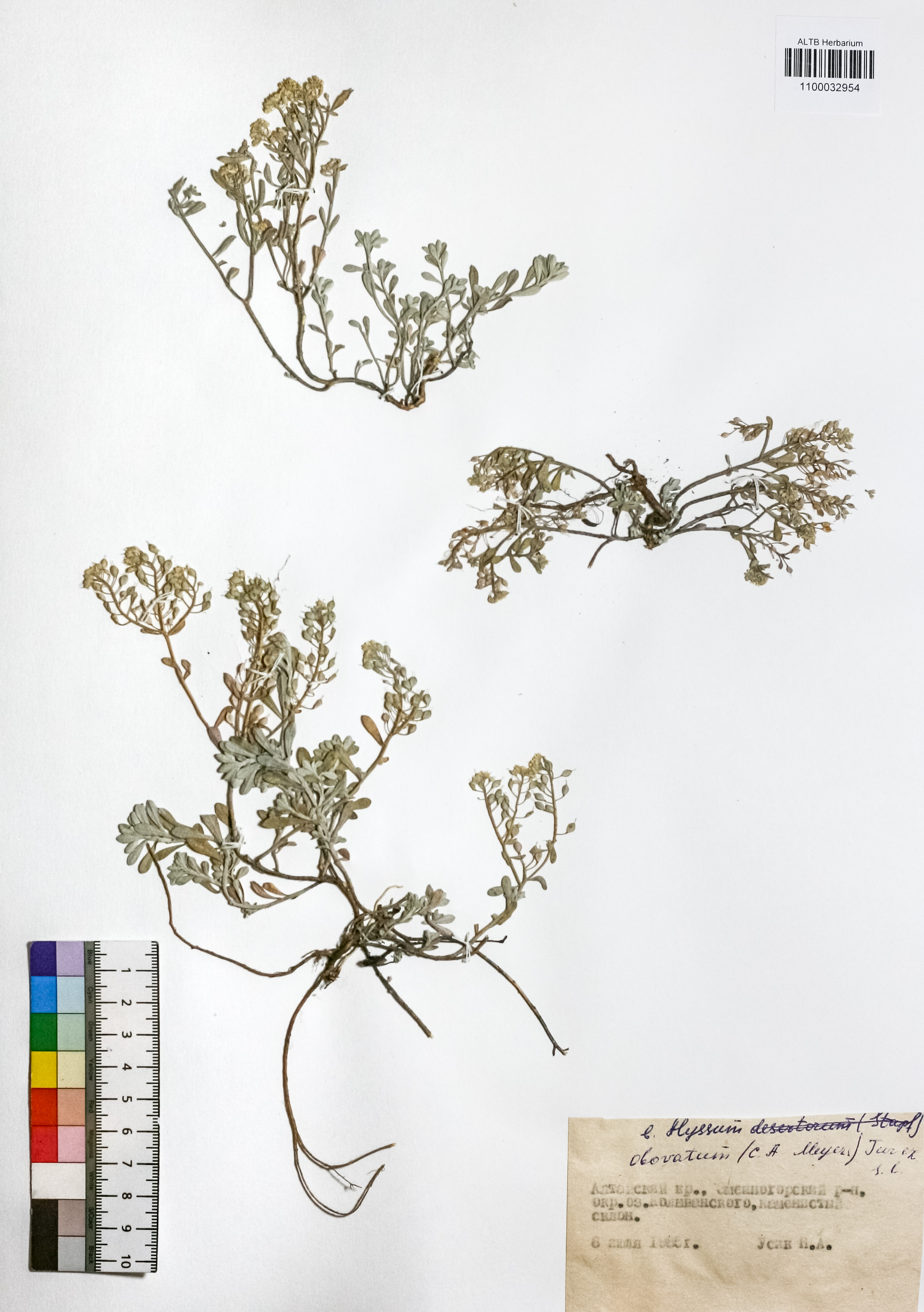 Alyssum obovatum (C.A.Mey.) Turcz.