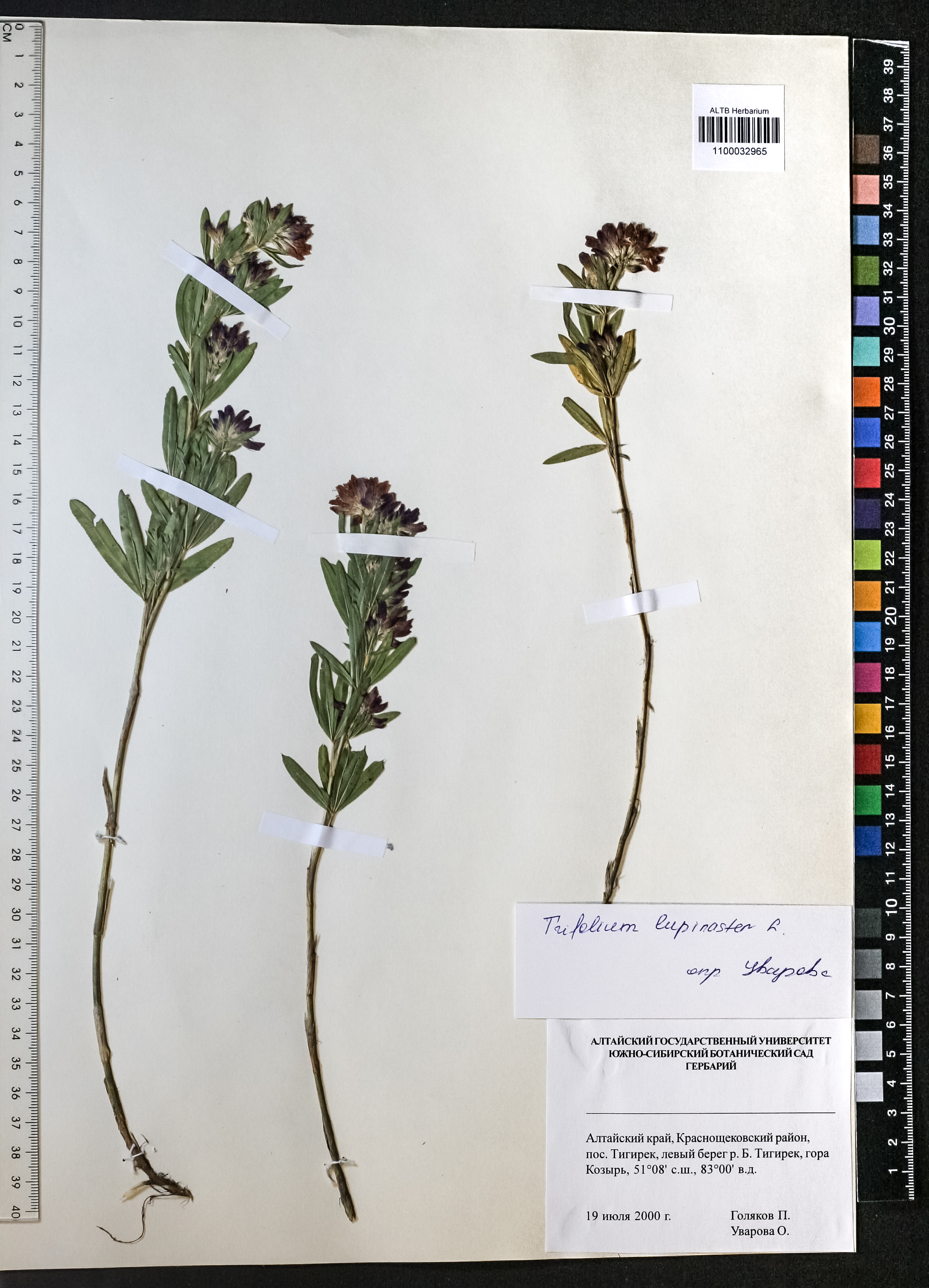 Trifolium lupinaster L.