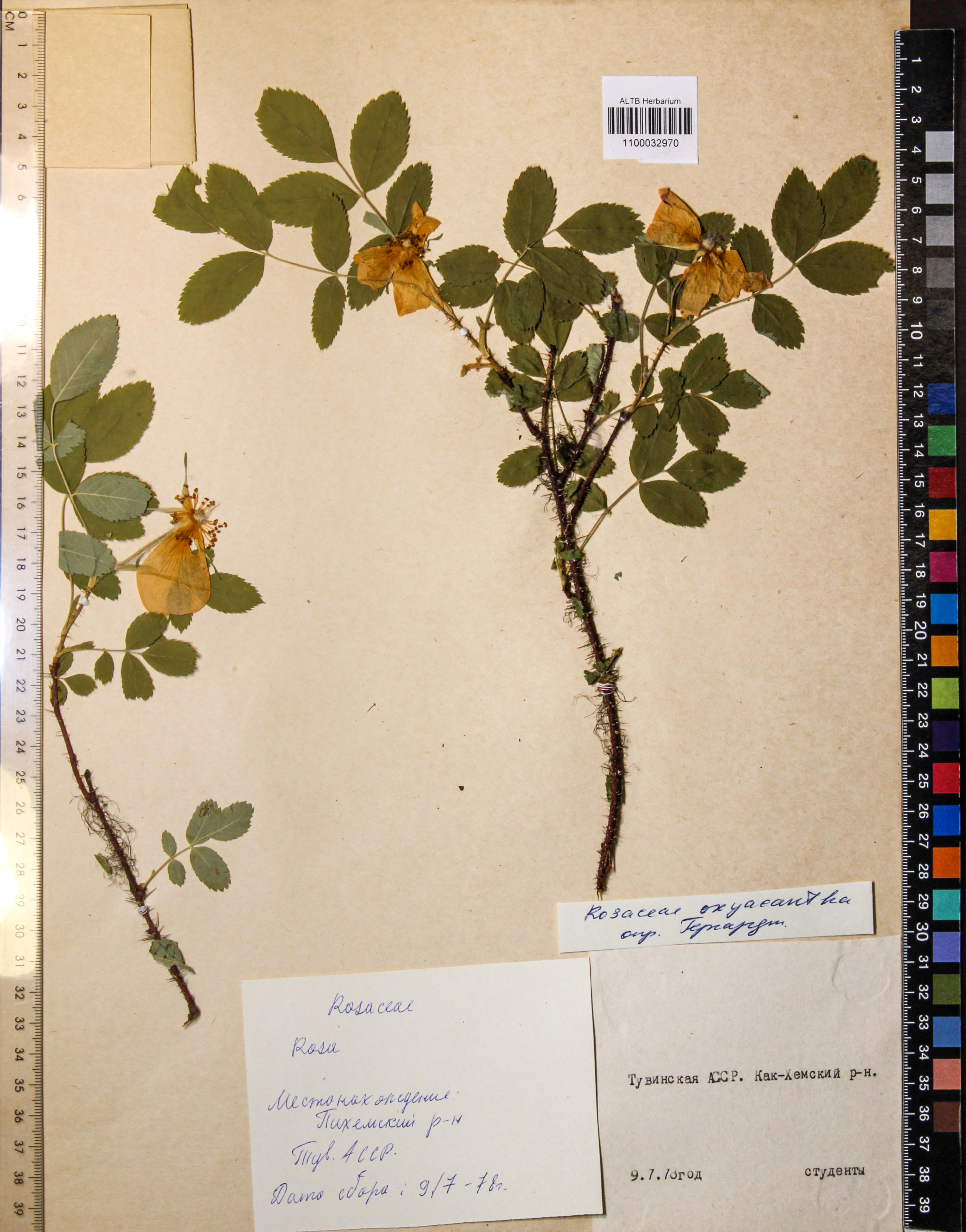 Rosa oxyacantha M.Bieb.