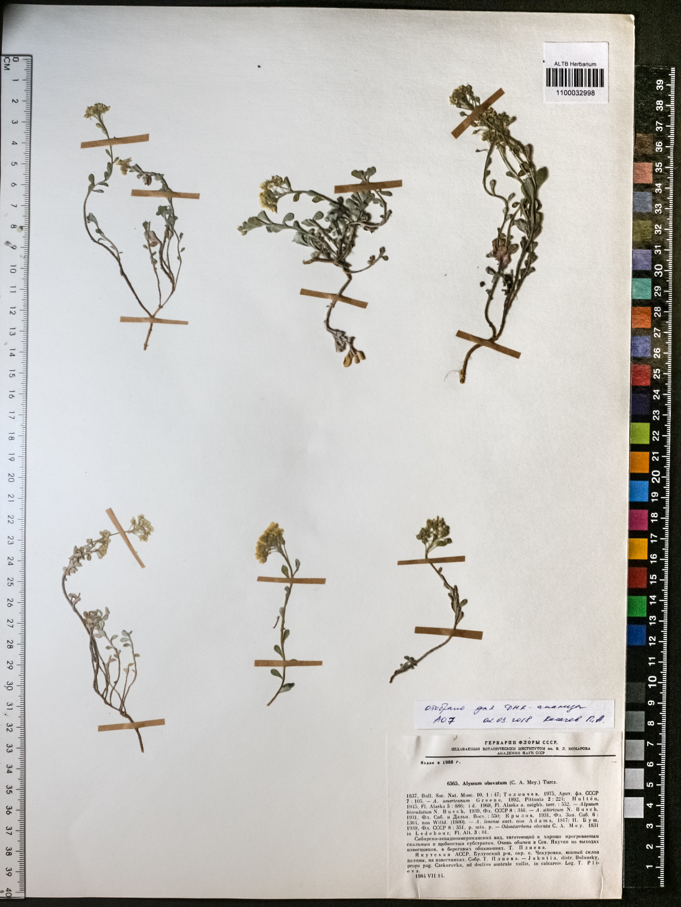 Alyssum obovatum (C.A.Mey.) Turcz.