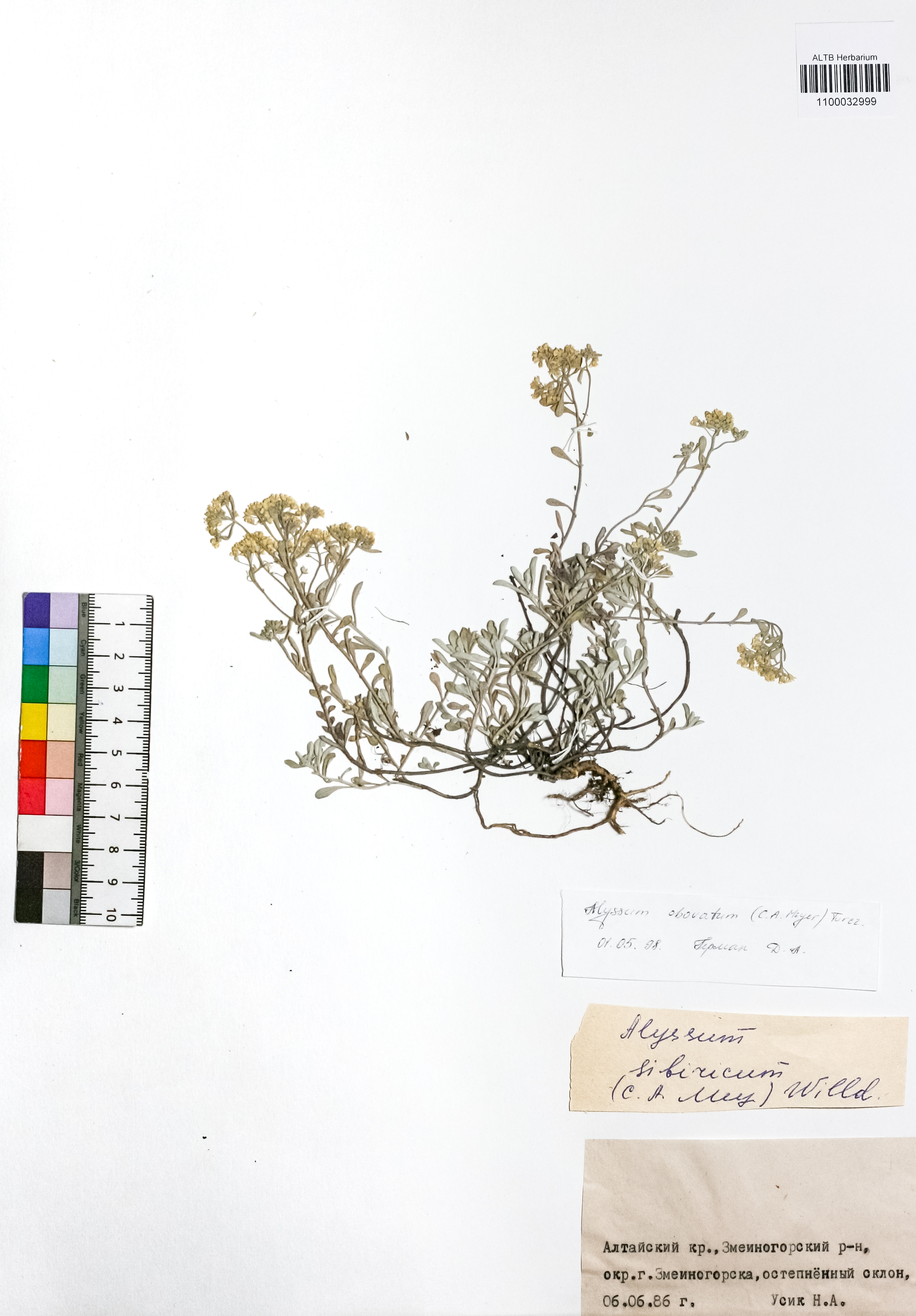 Alyssum obovatum (C.A.Mey.) Turcz.
