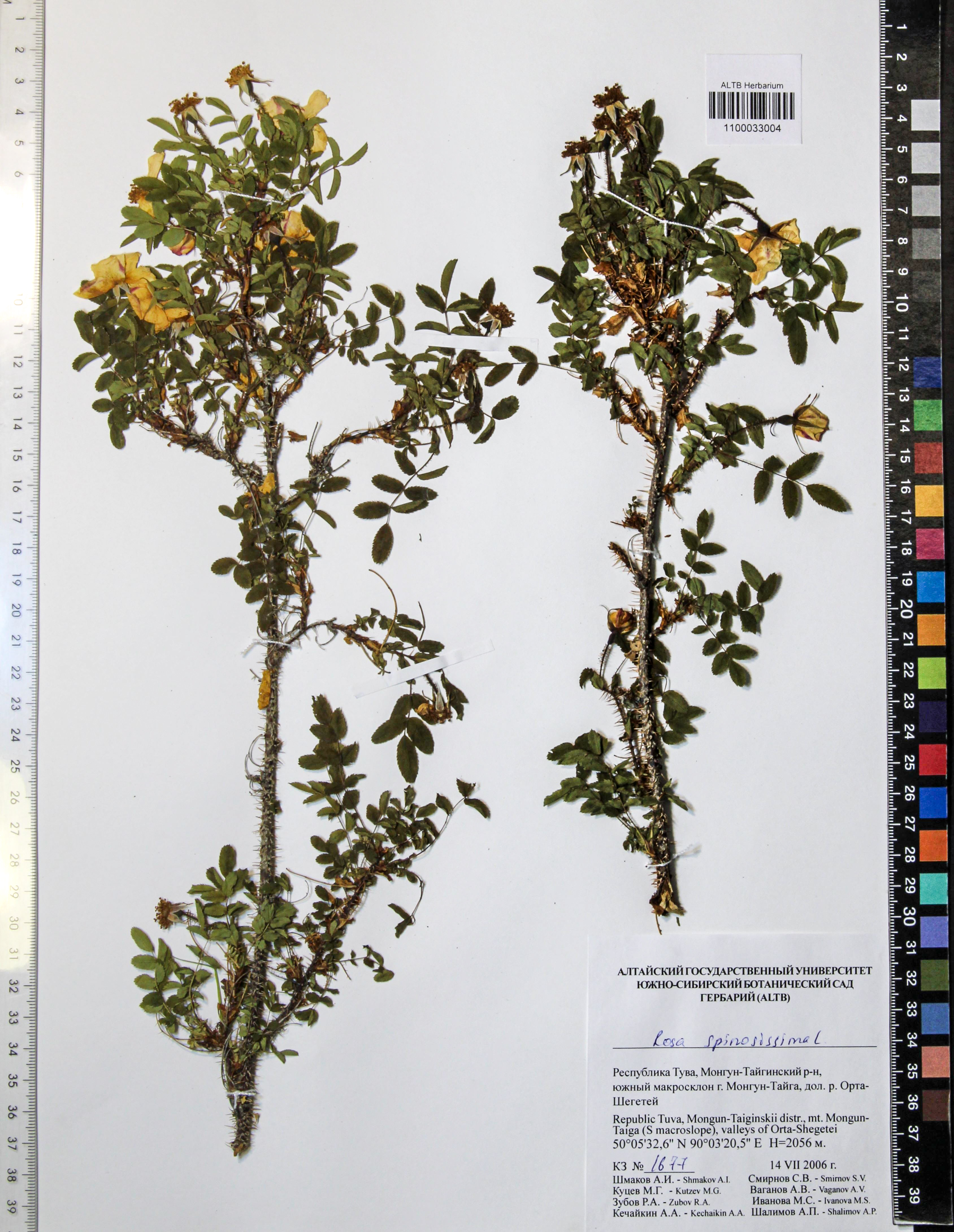 Rosa spinosissima L.