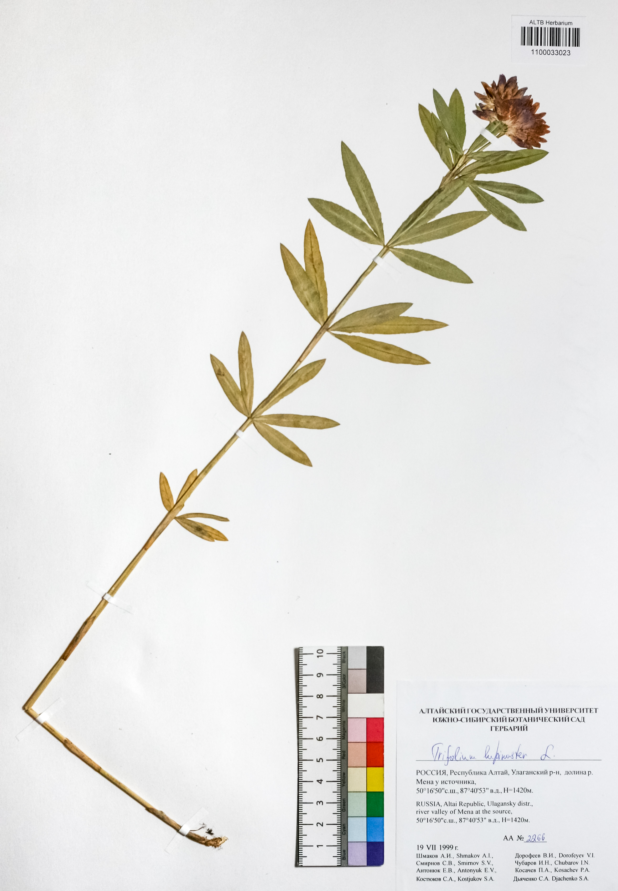 Trifolium lupinaster L.