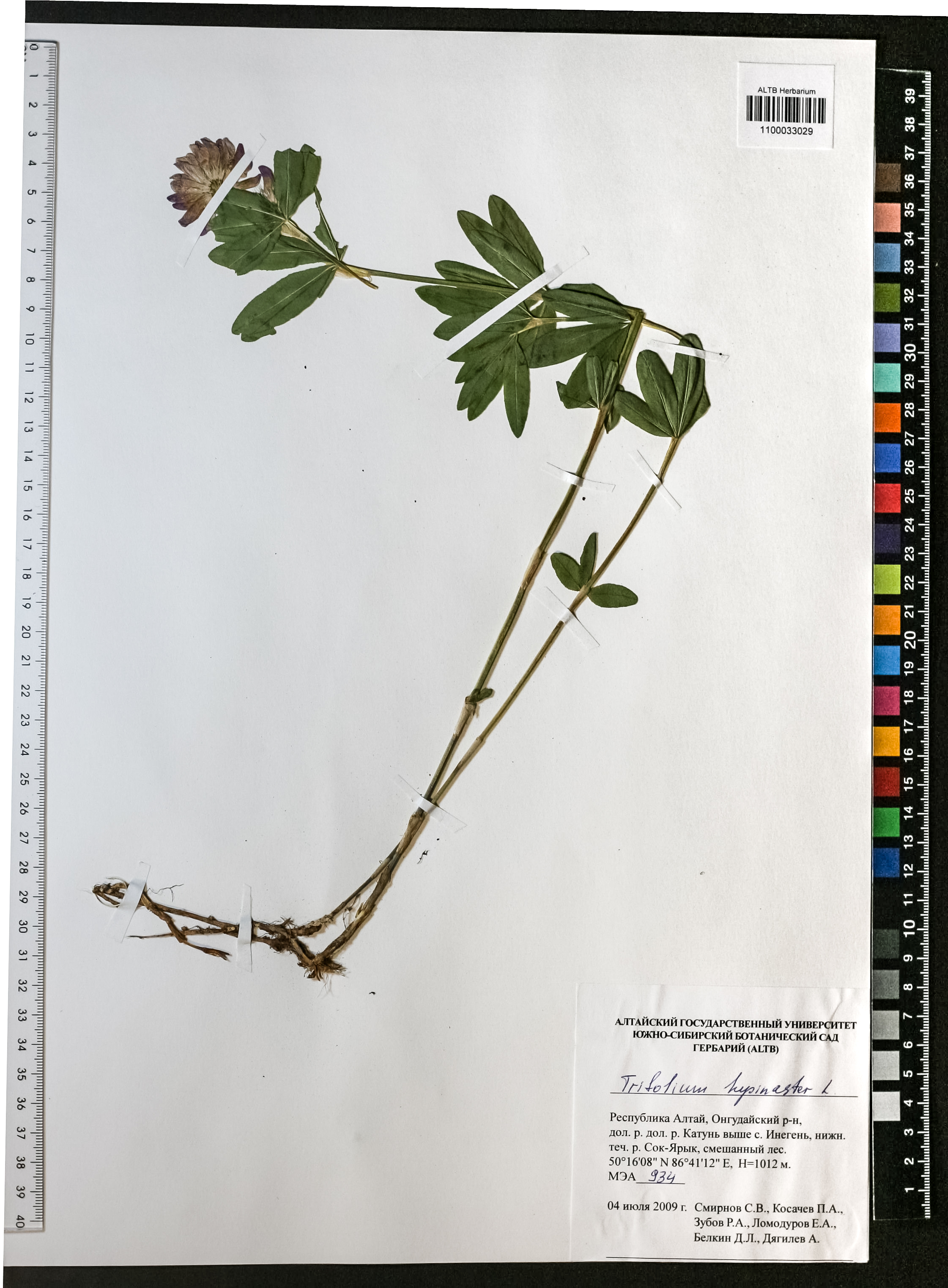 Trifolium lupinaster L.
