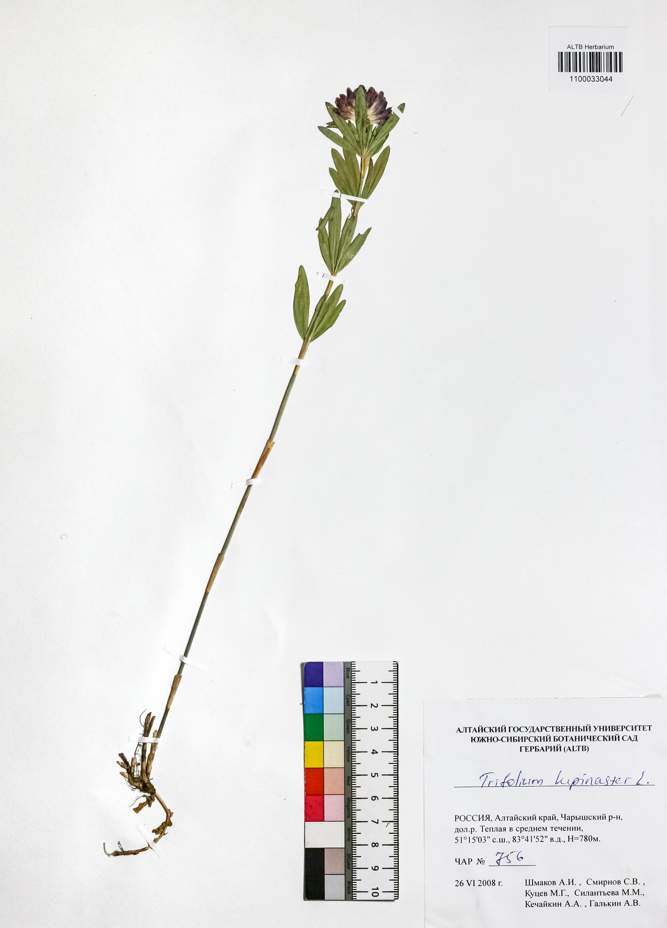 Trifolium lupinaster L.