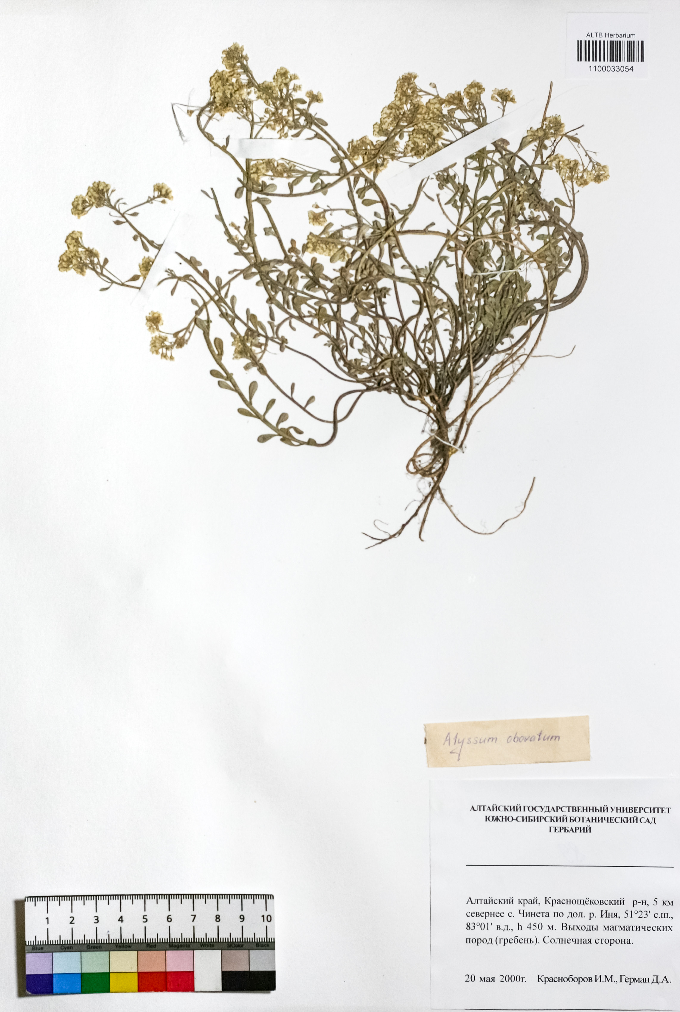Alyssum obovatum (C.A.Mey.) Turcz.