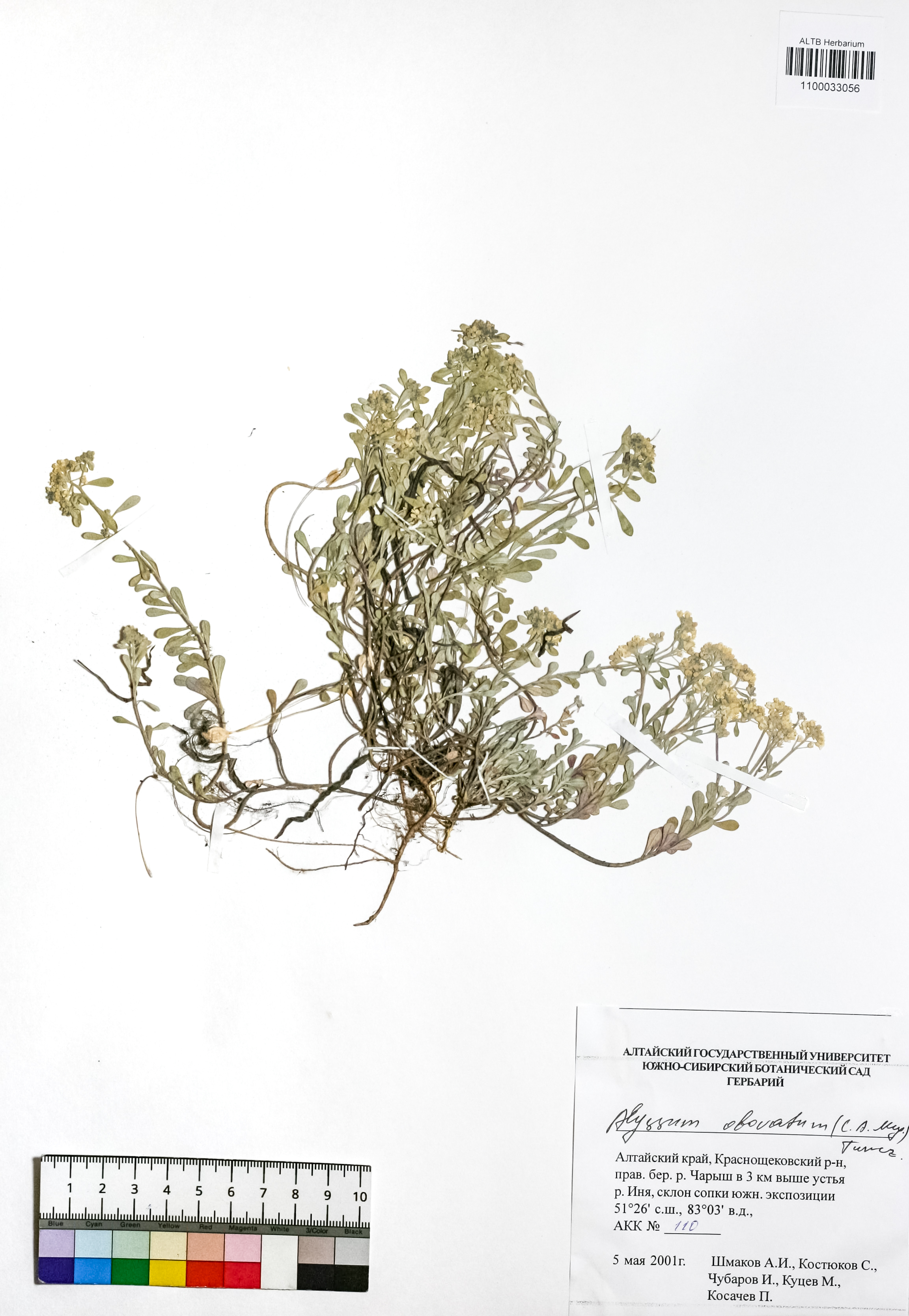 Alyssum obovatum (C.A.Mey.) Turcz.