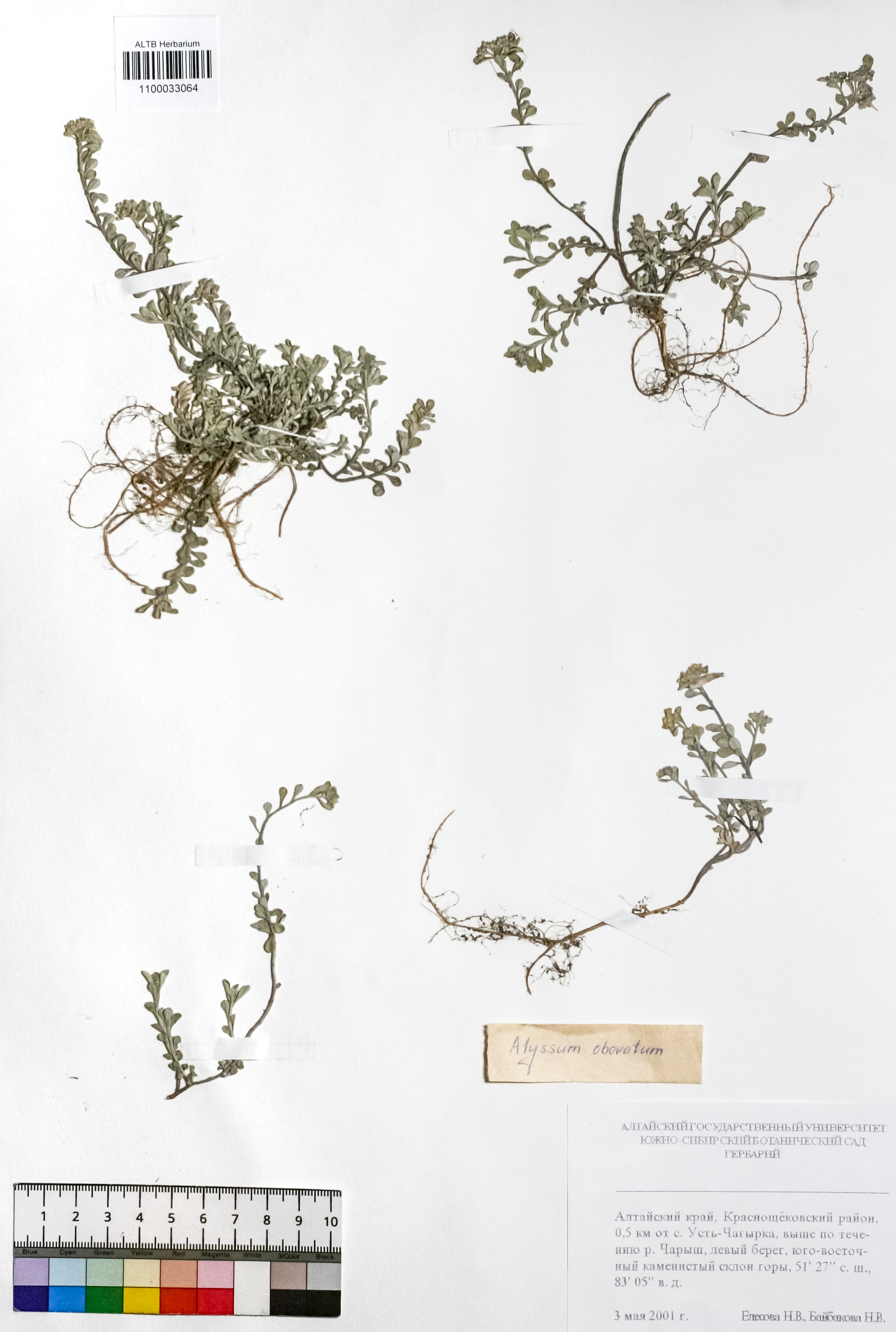 Alyssum obovatum (C.A.Mey.) Turcz.
