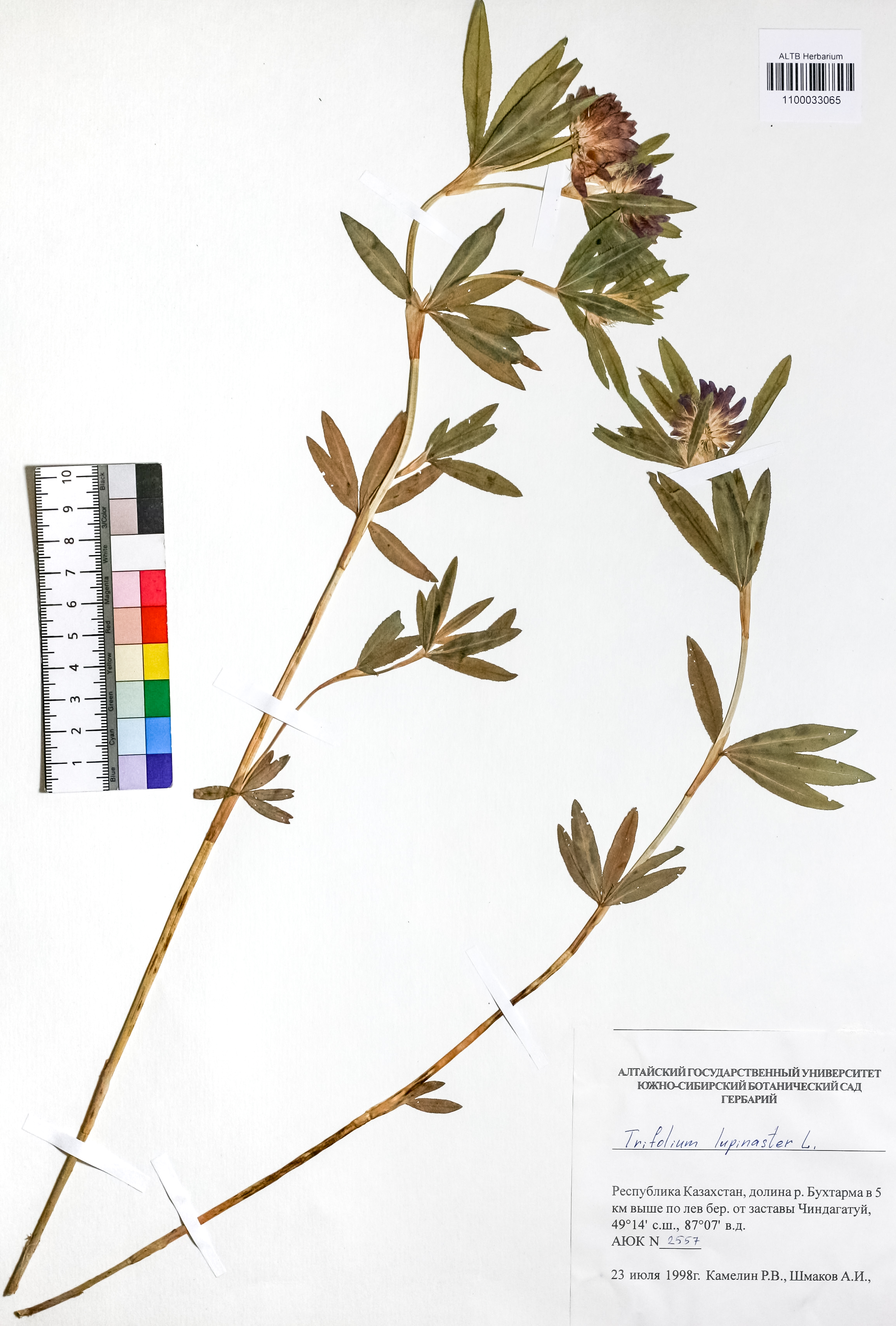 Trifolium lupinaster L.
