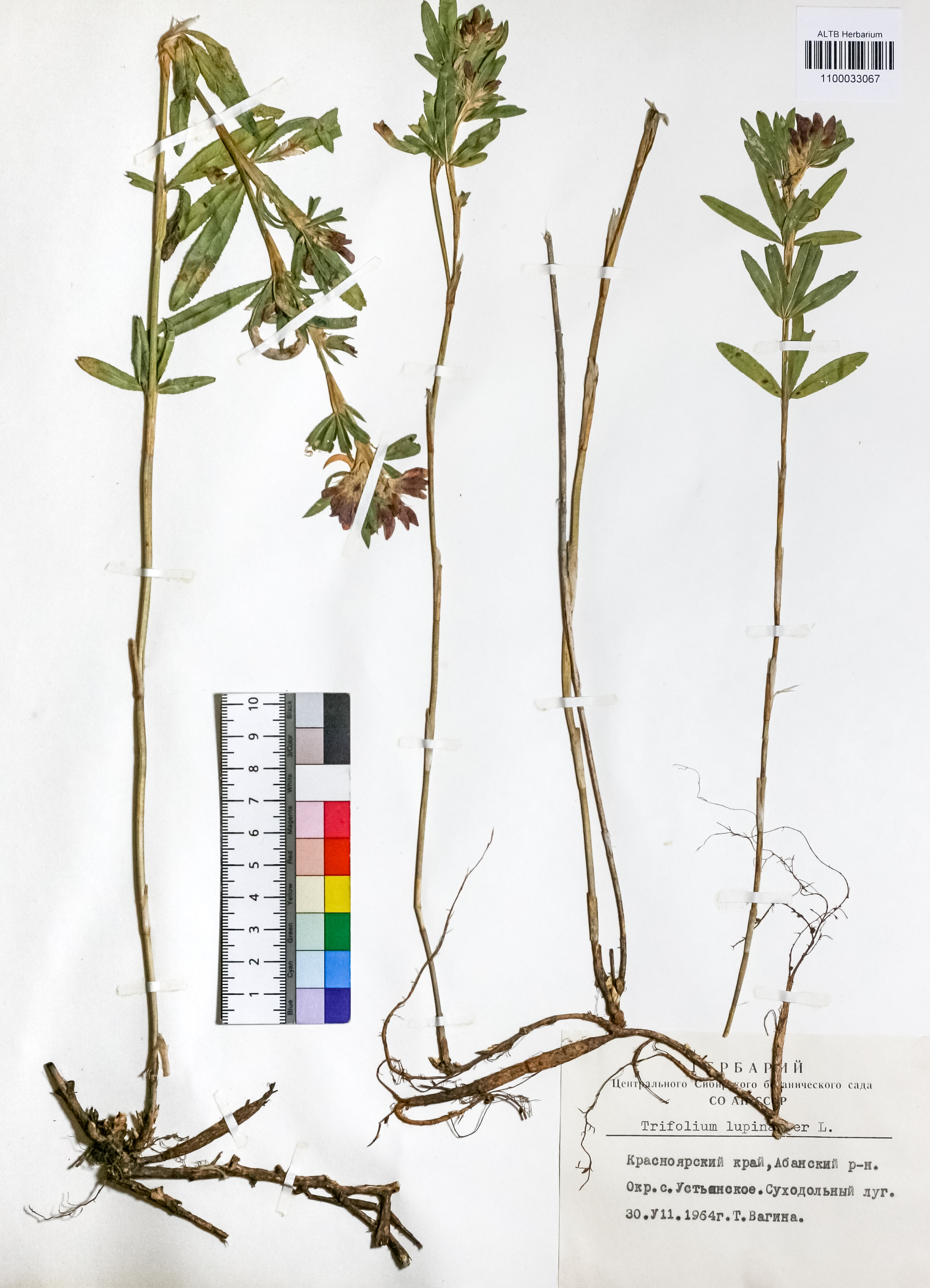 Trifolium lupinaster L.