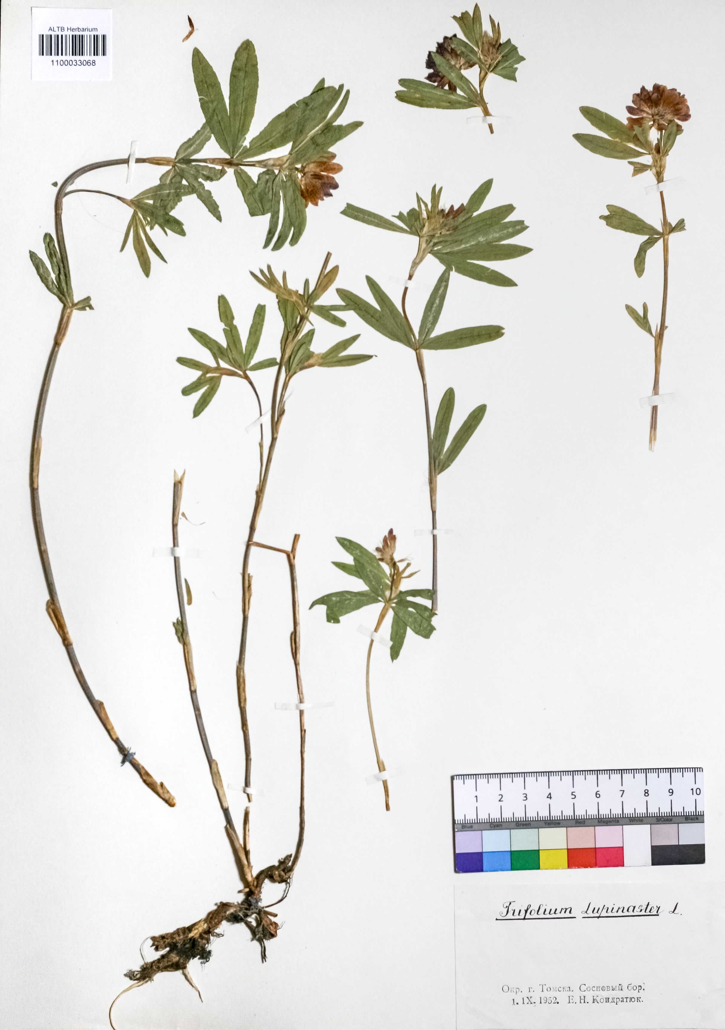 Trifolium lupinaster L.