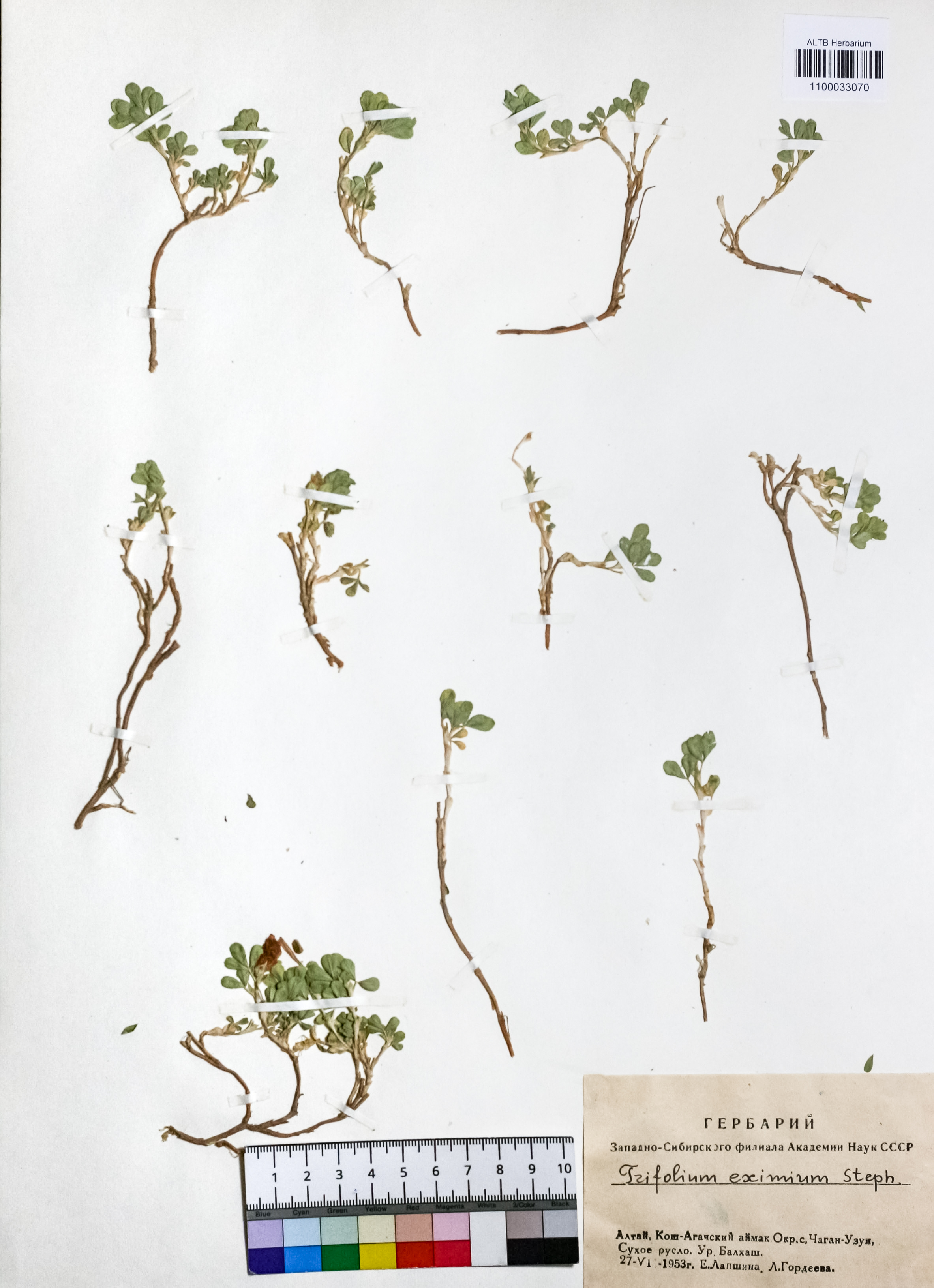 Trifolium eximium Steph. ex Ser.