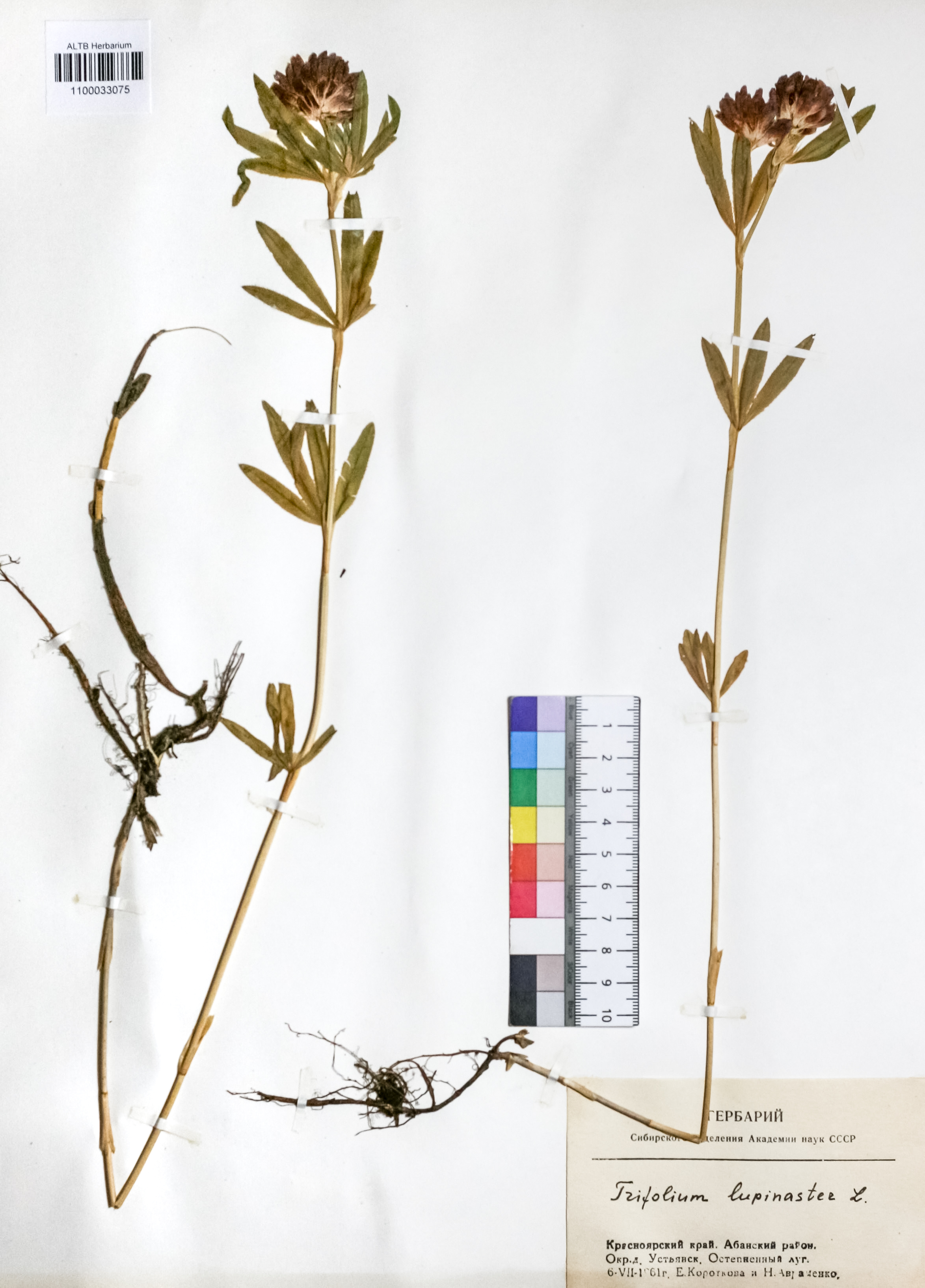 Trifolium lupinaster L.