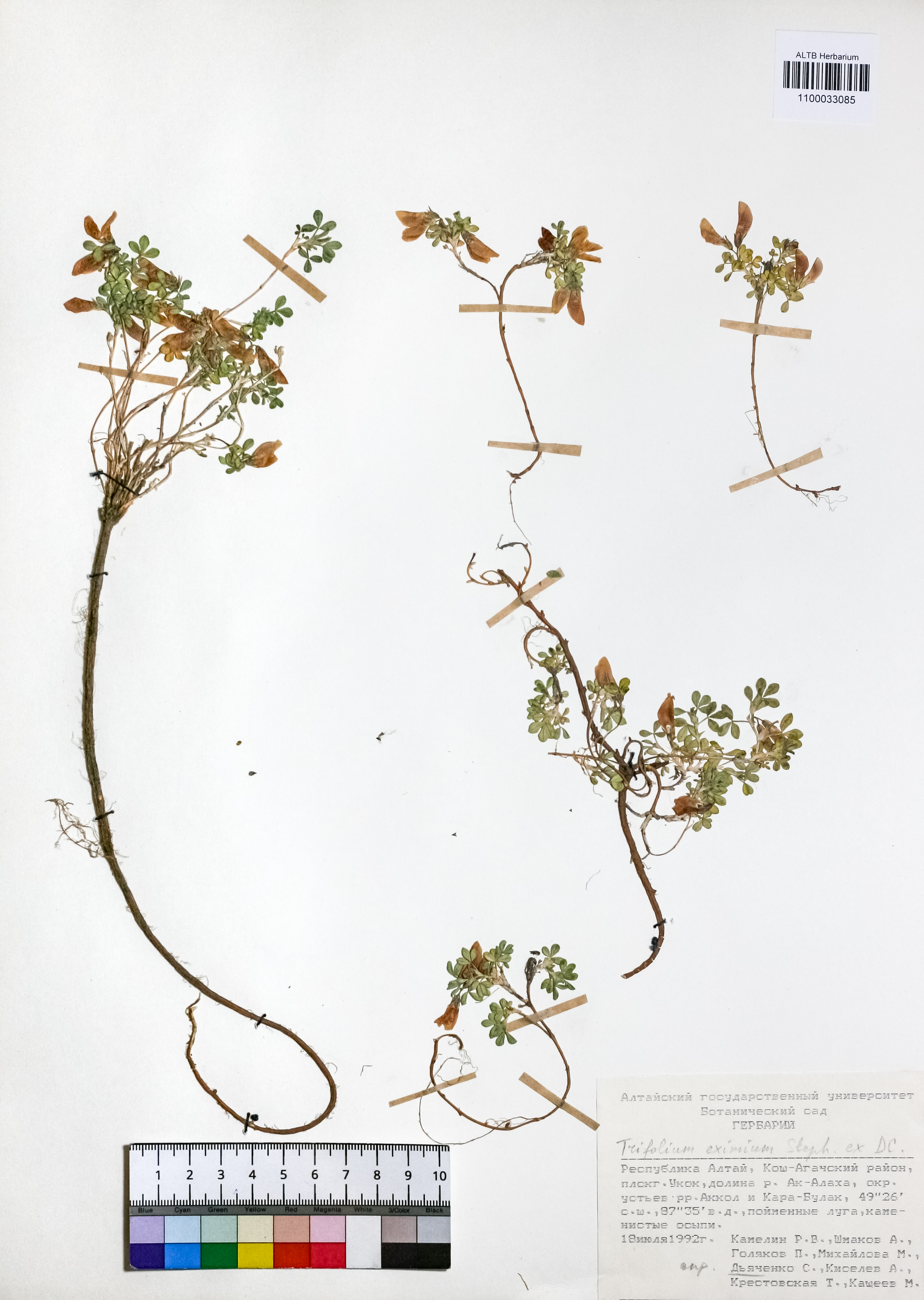 Trifolium eximium Steph. ex Ser.