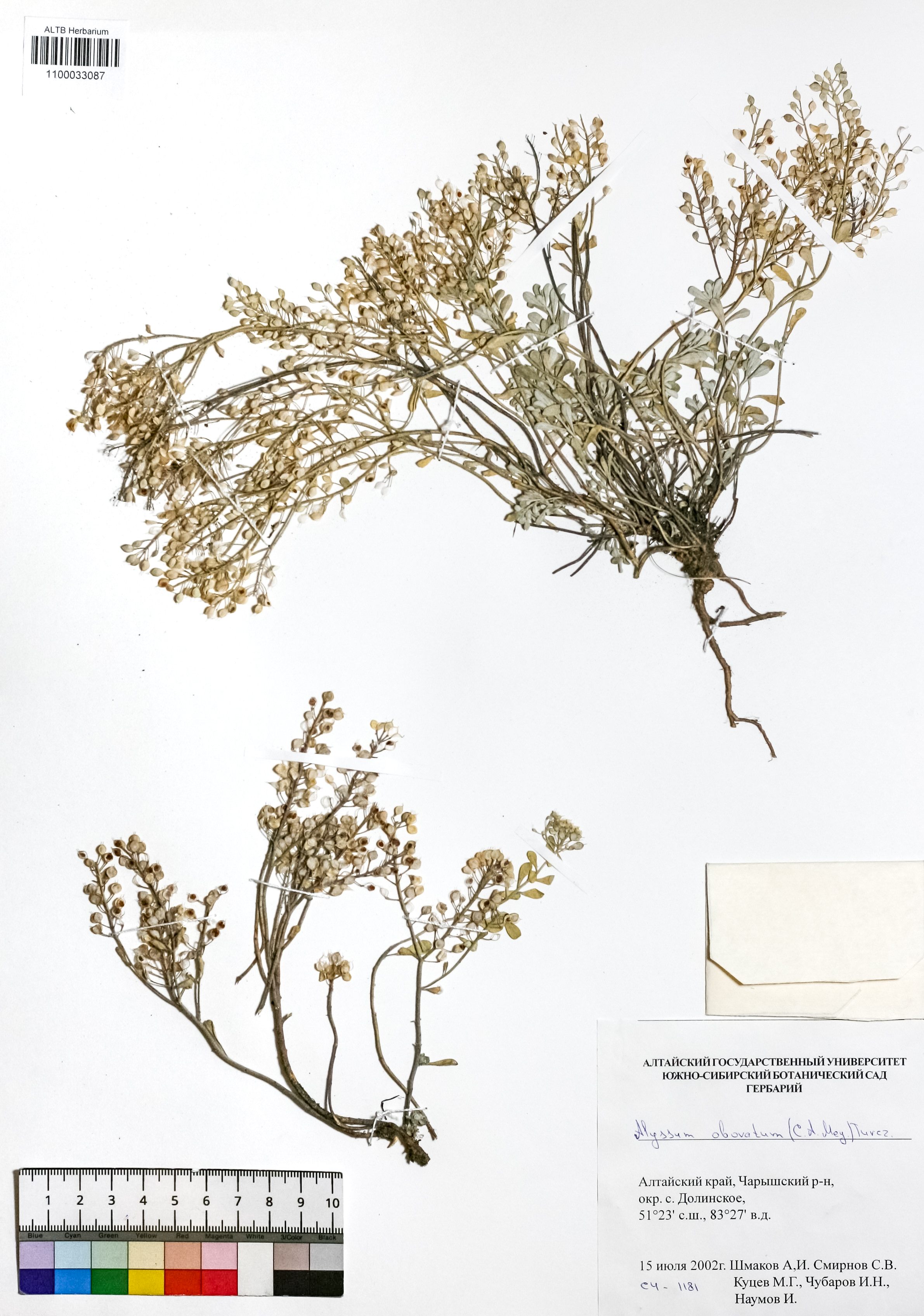Alyssum obovatum (C.A.Mey.) Turcz.