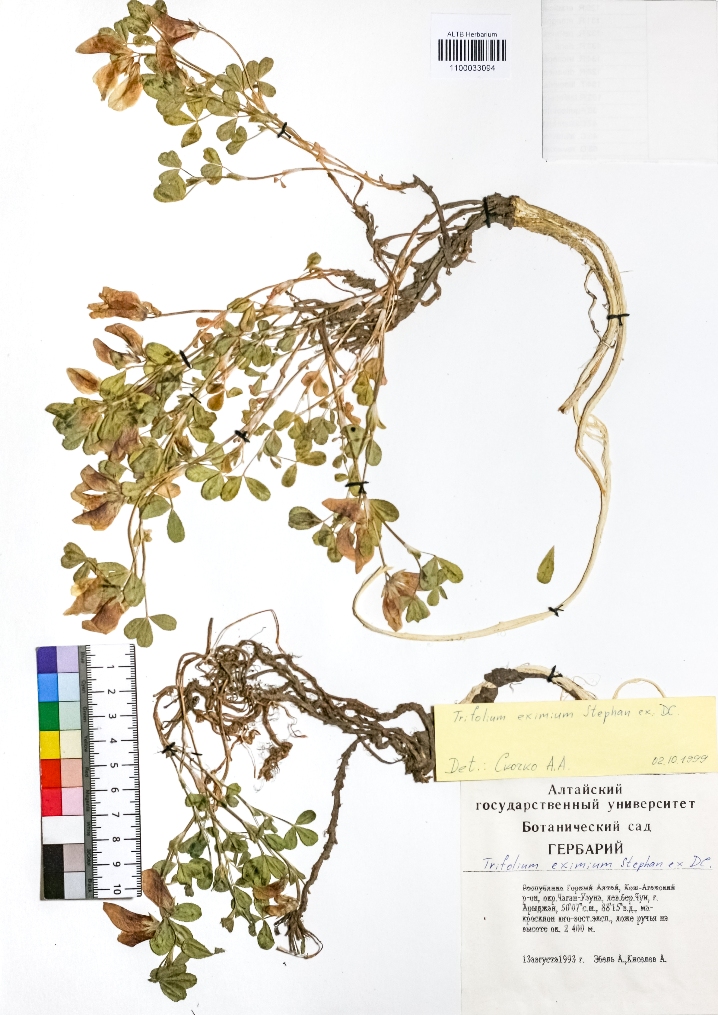 Trifolium eximium Steph. ex Ser.