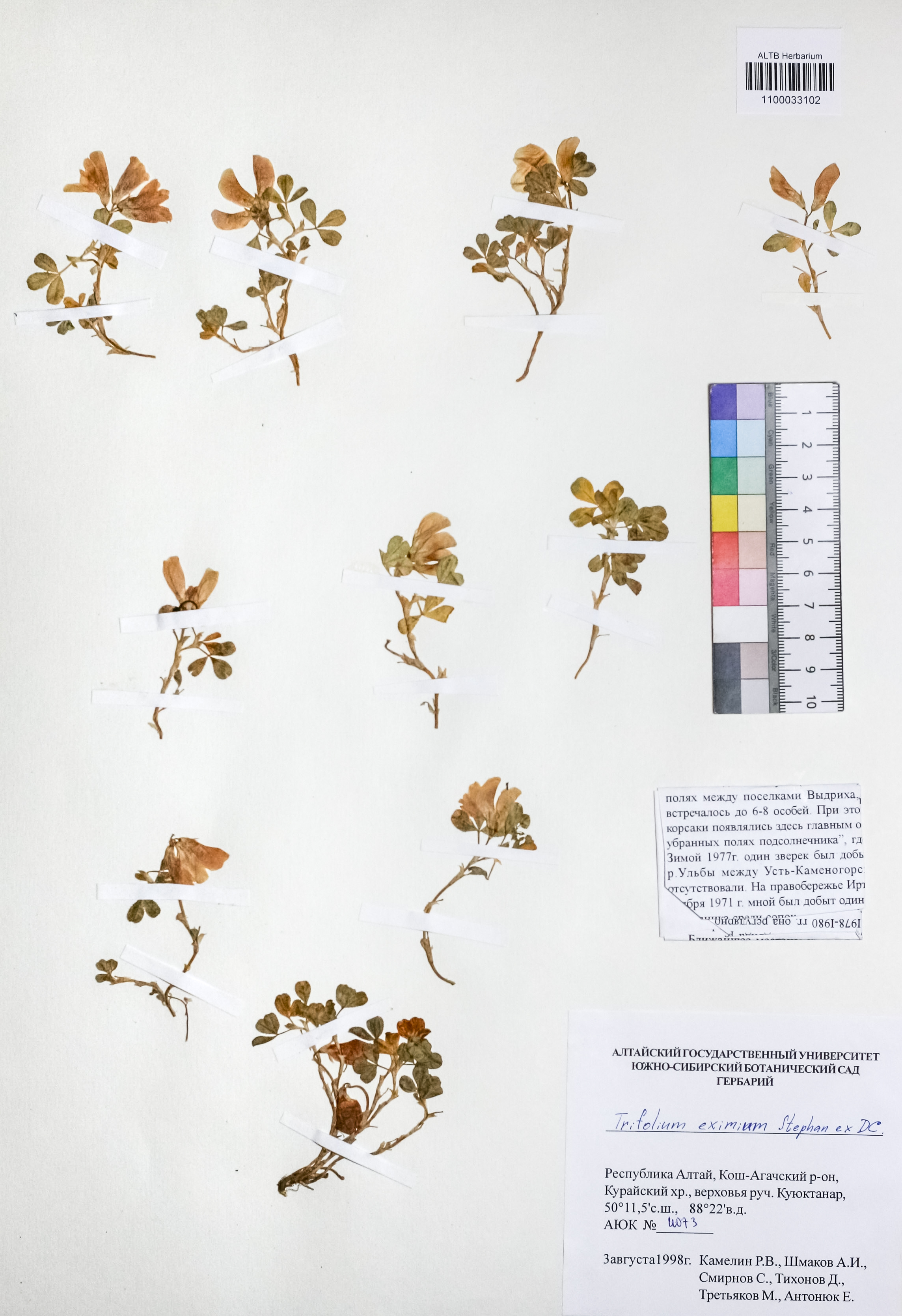 Trifolium eximium Steph. ex Ser.