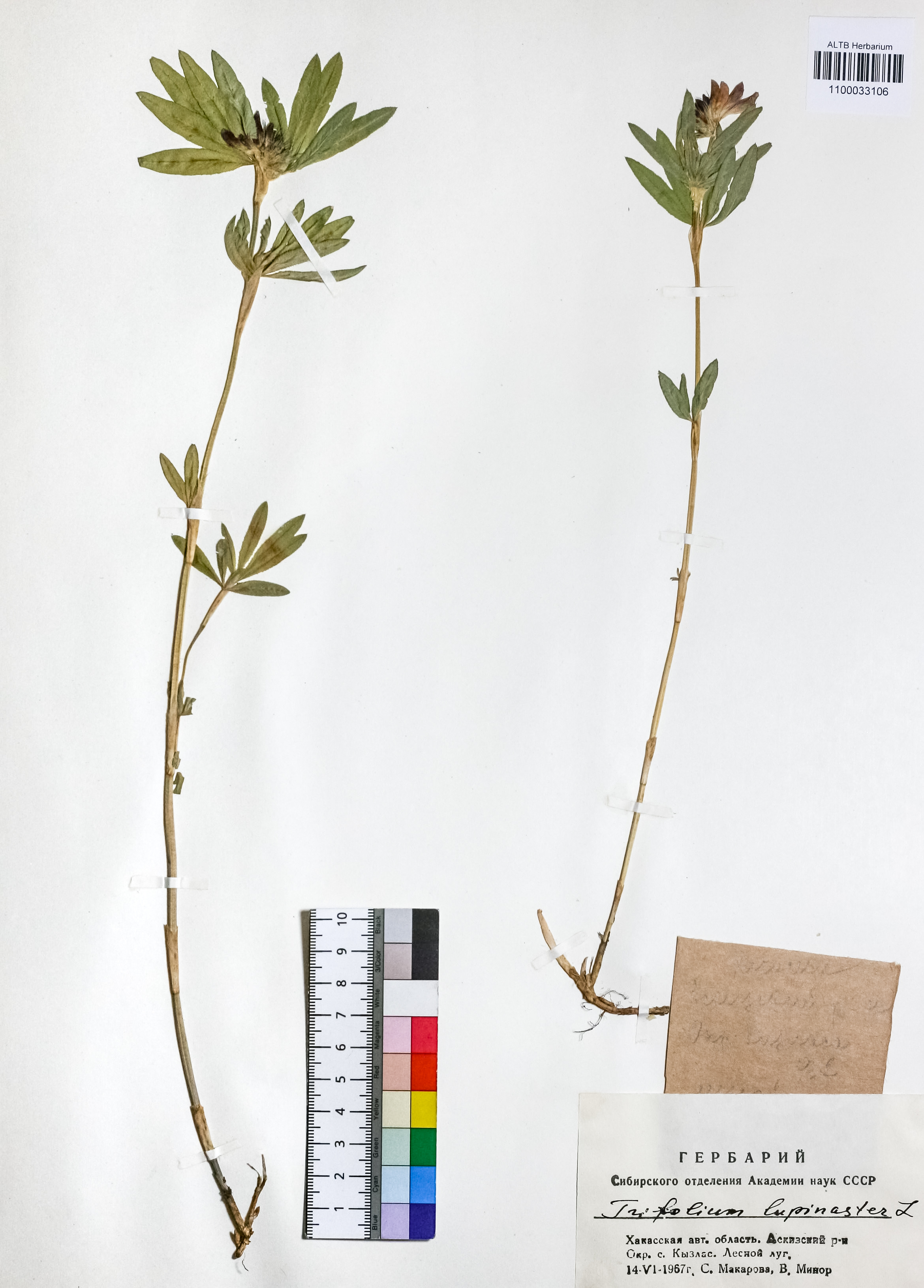 Trifolium lupinaster L.