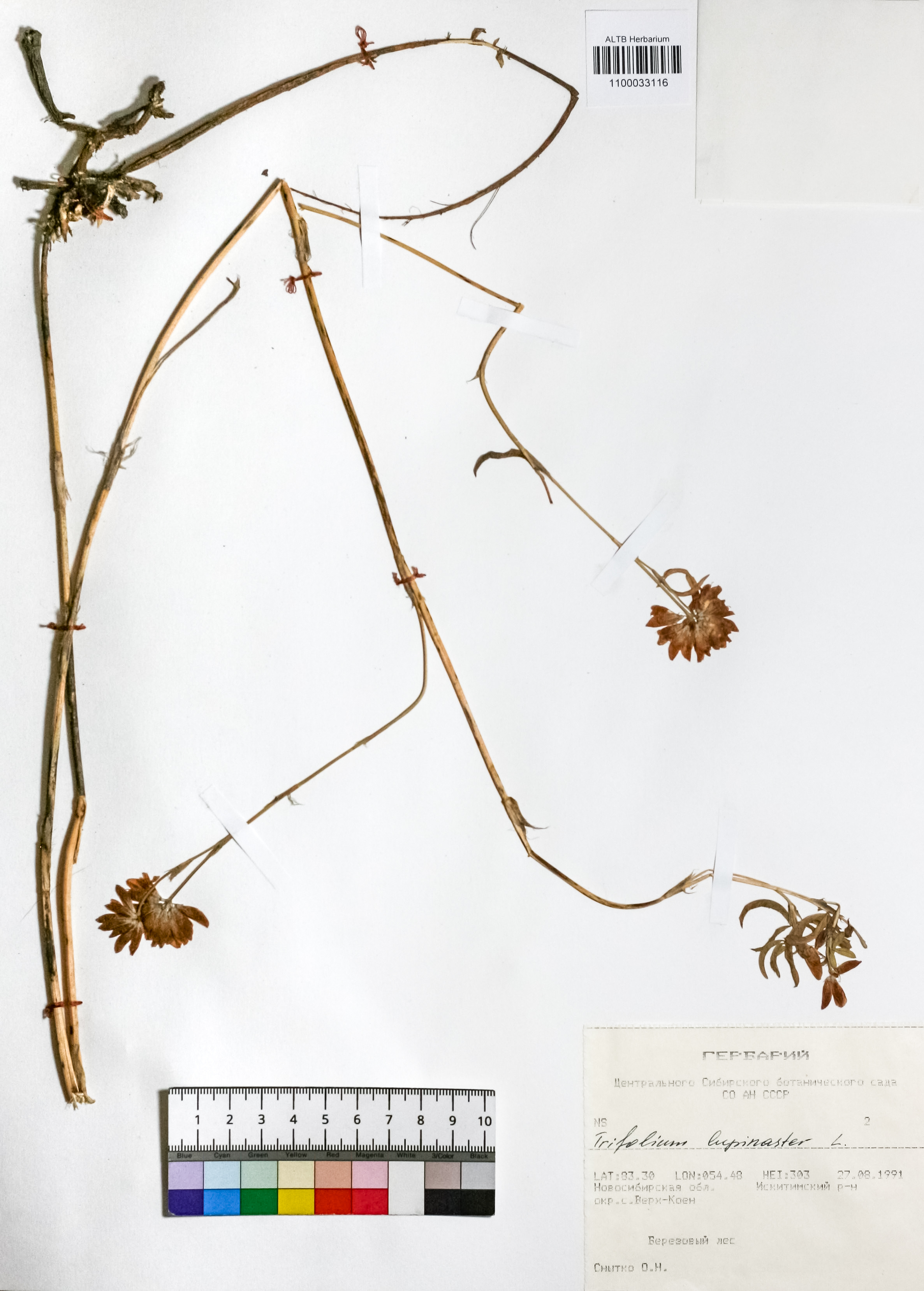 Trifolium lupinaster L.