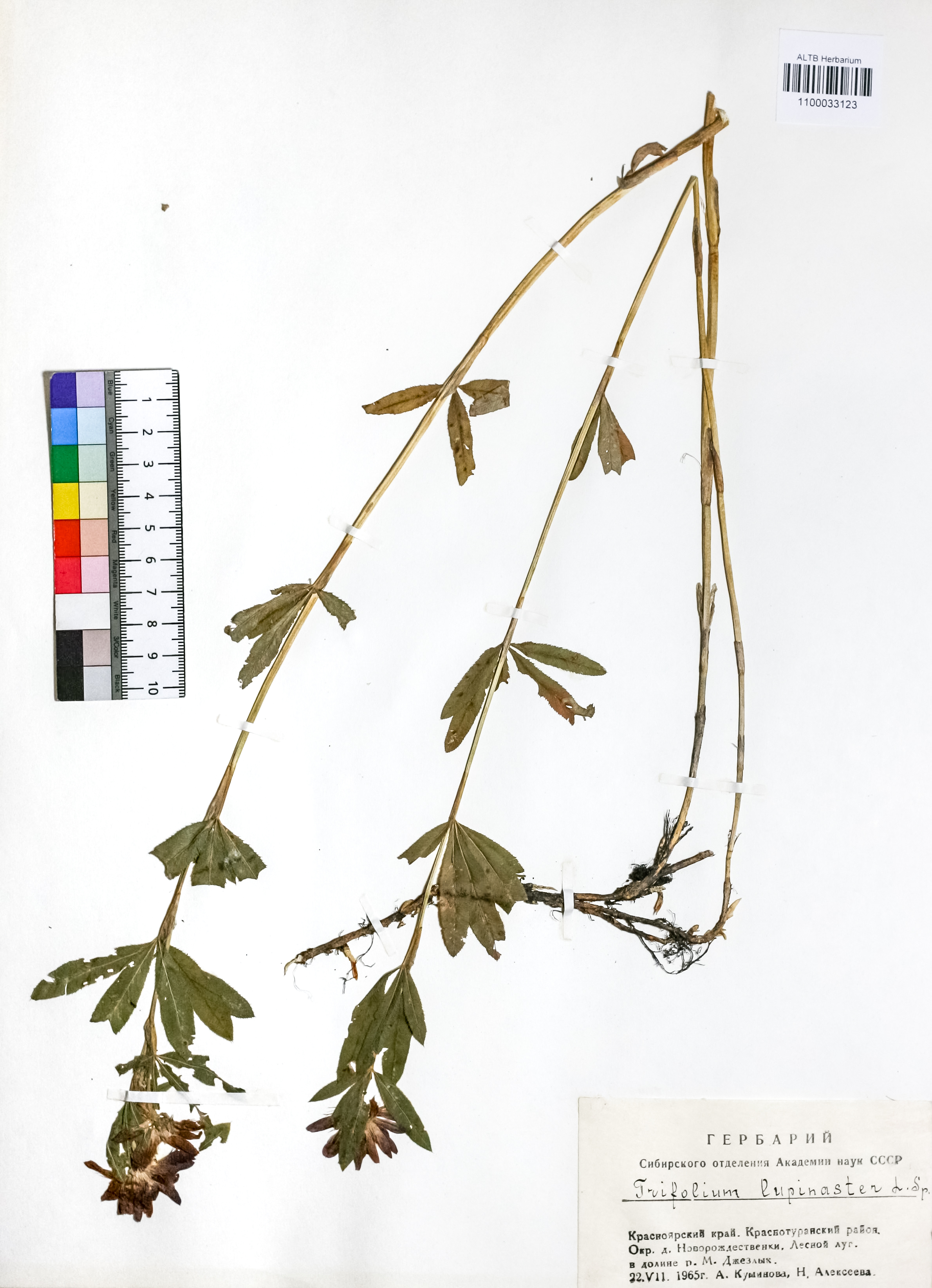 Trifolium lupinaster L.