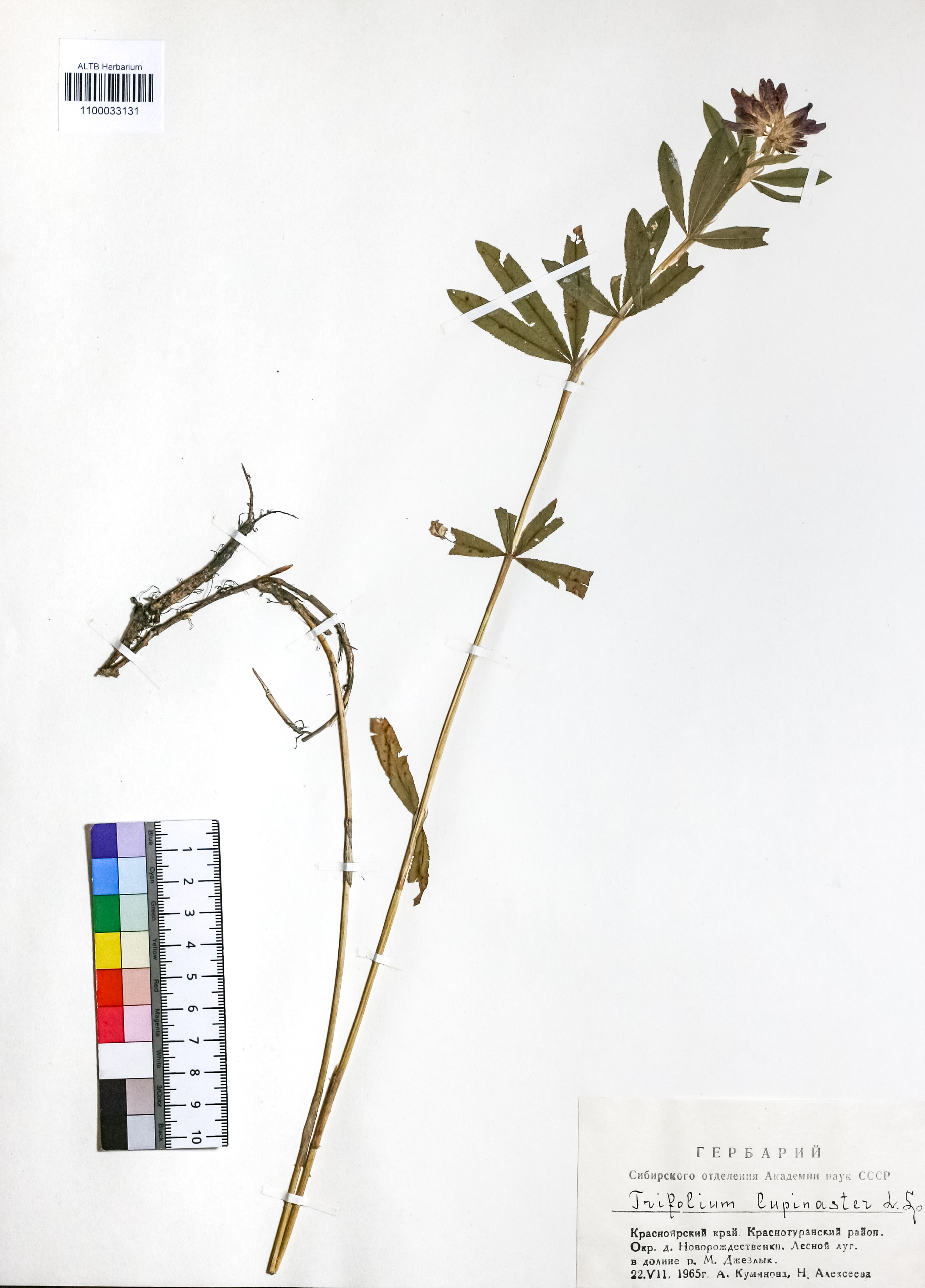 Trifolium lupinaster L.