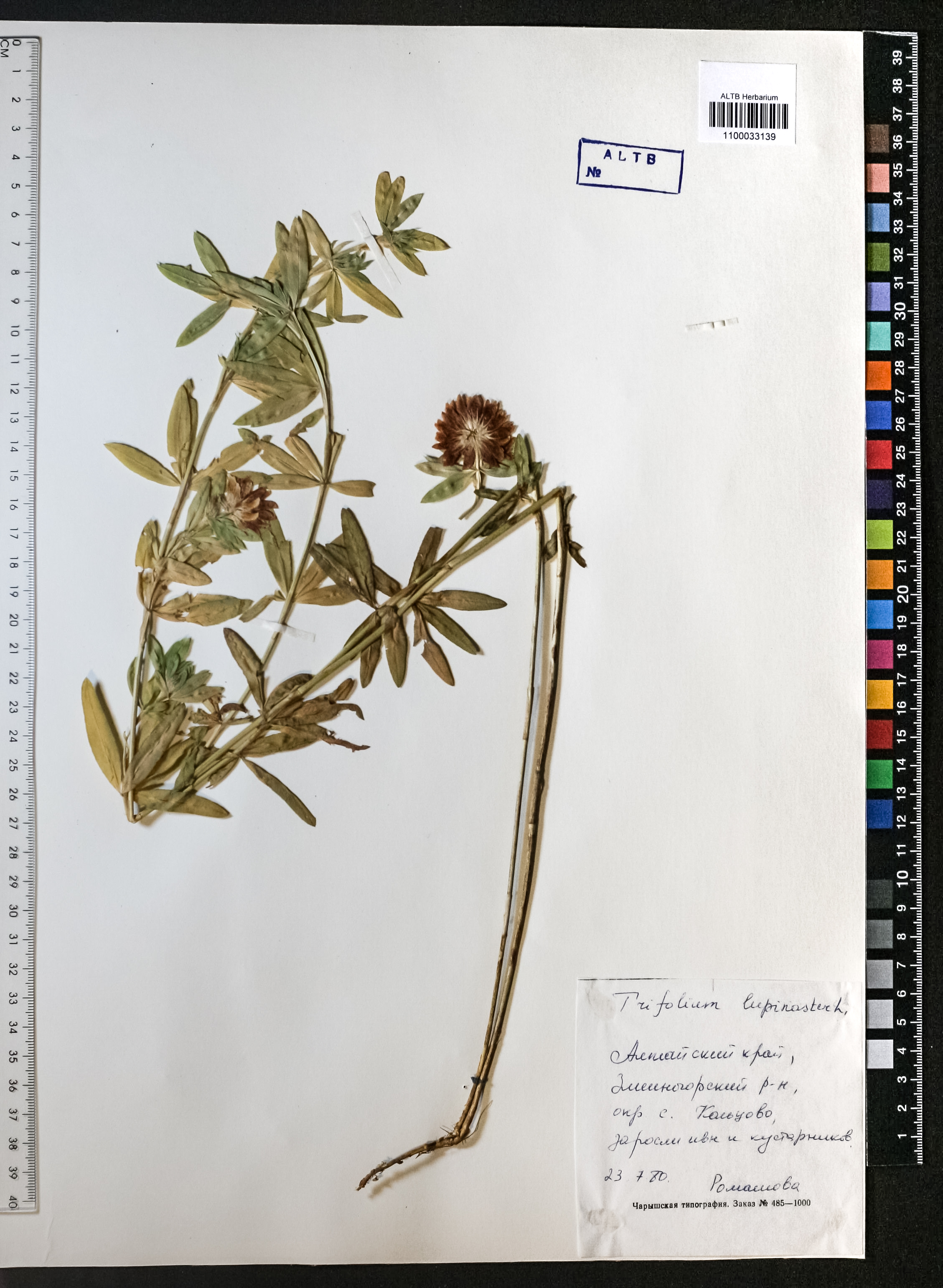 Trifolium lupinaster L.