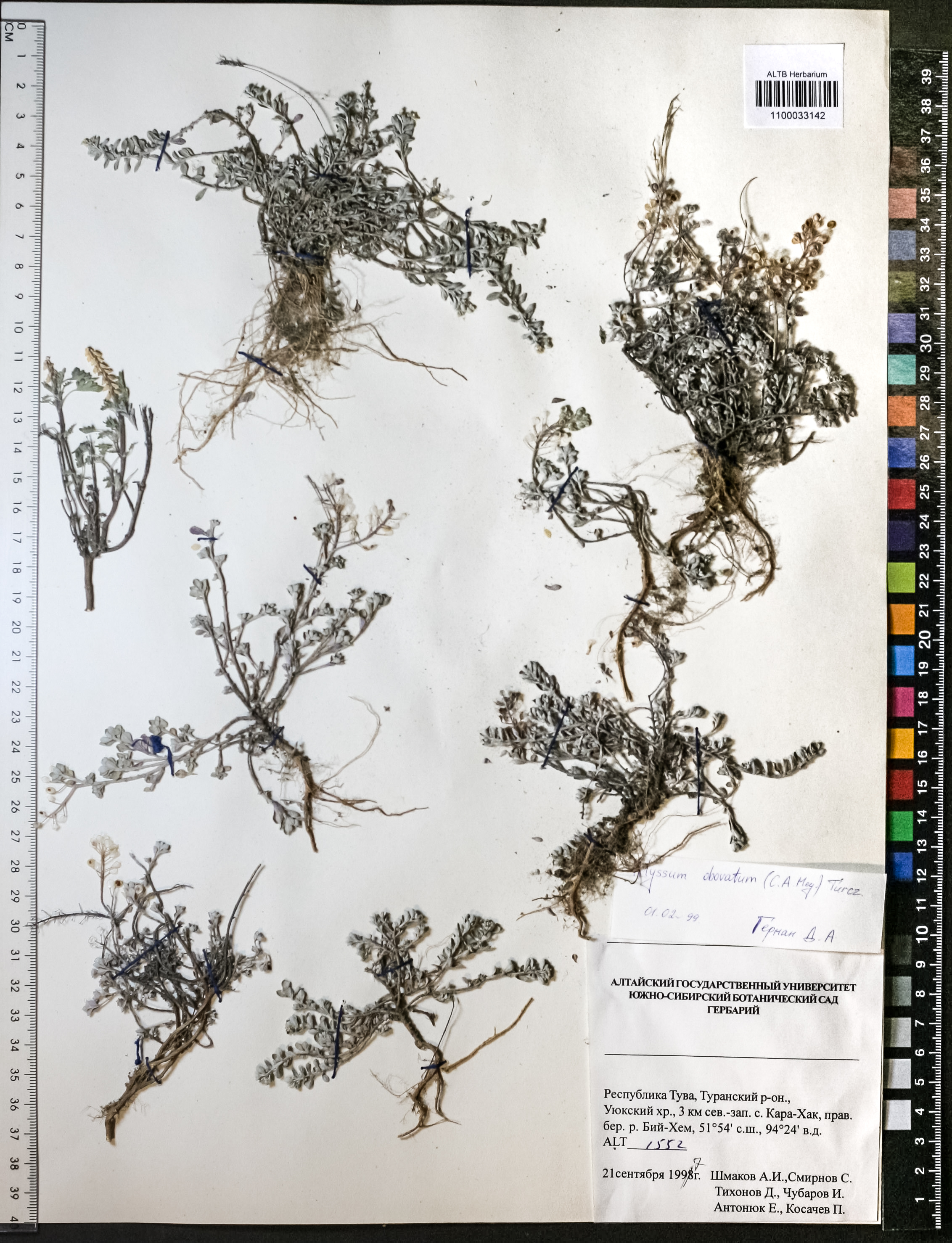 Alyssum obovatum (C.A.Mey.) Turcz.
