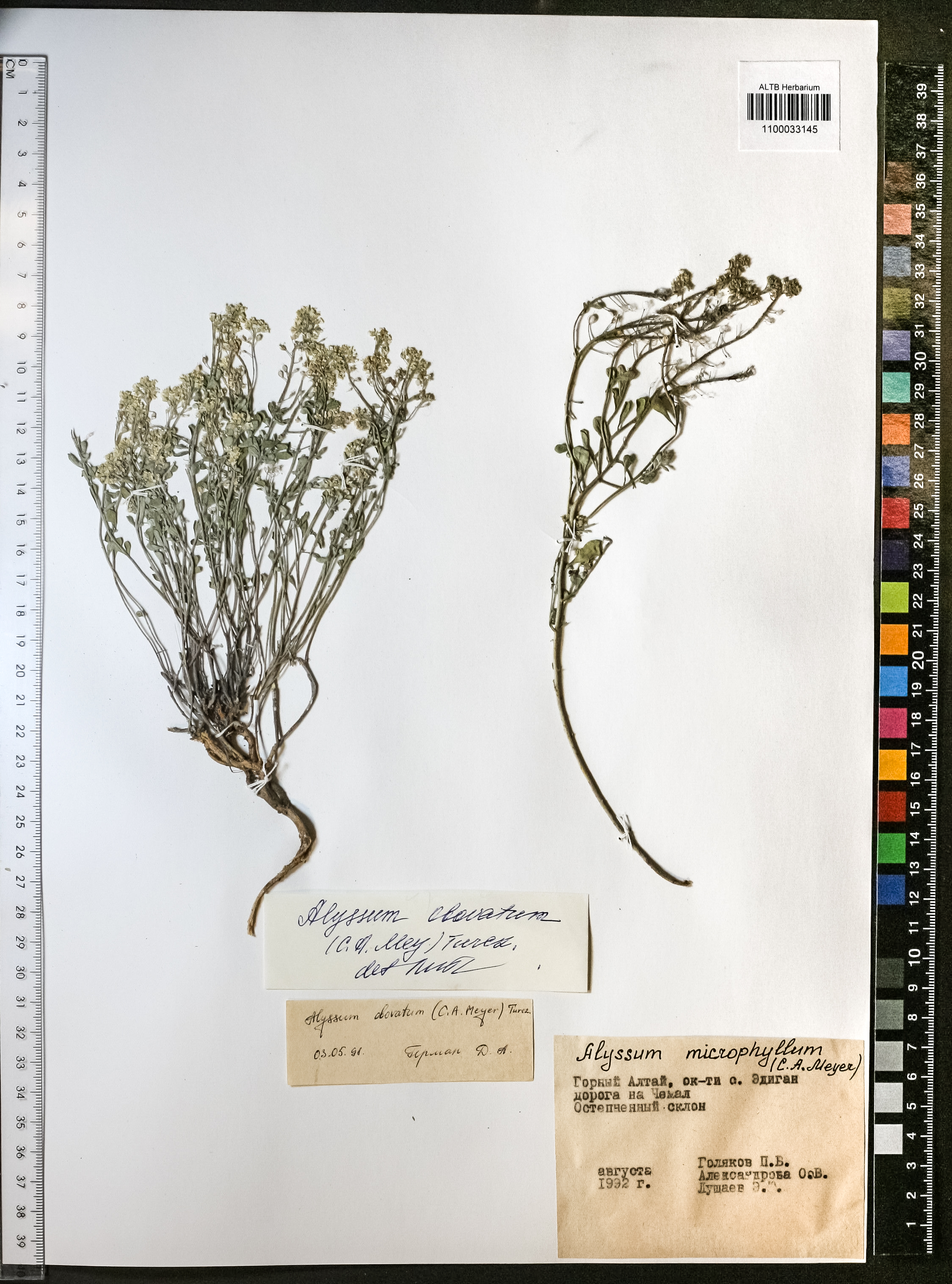 Alyssum microphyllum Steud.