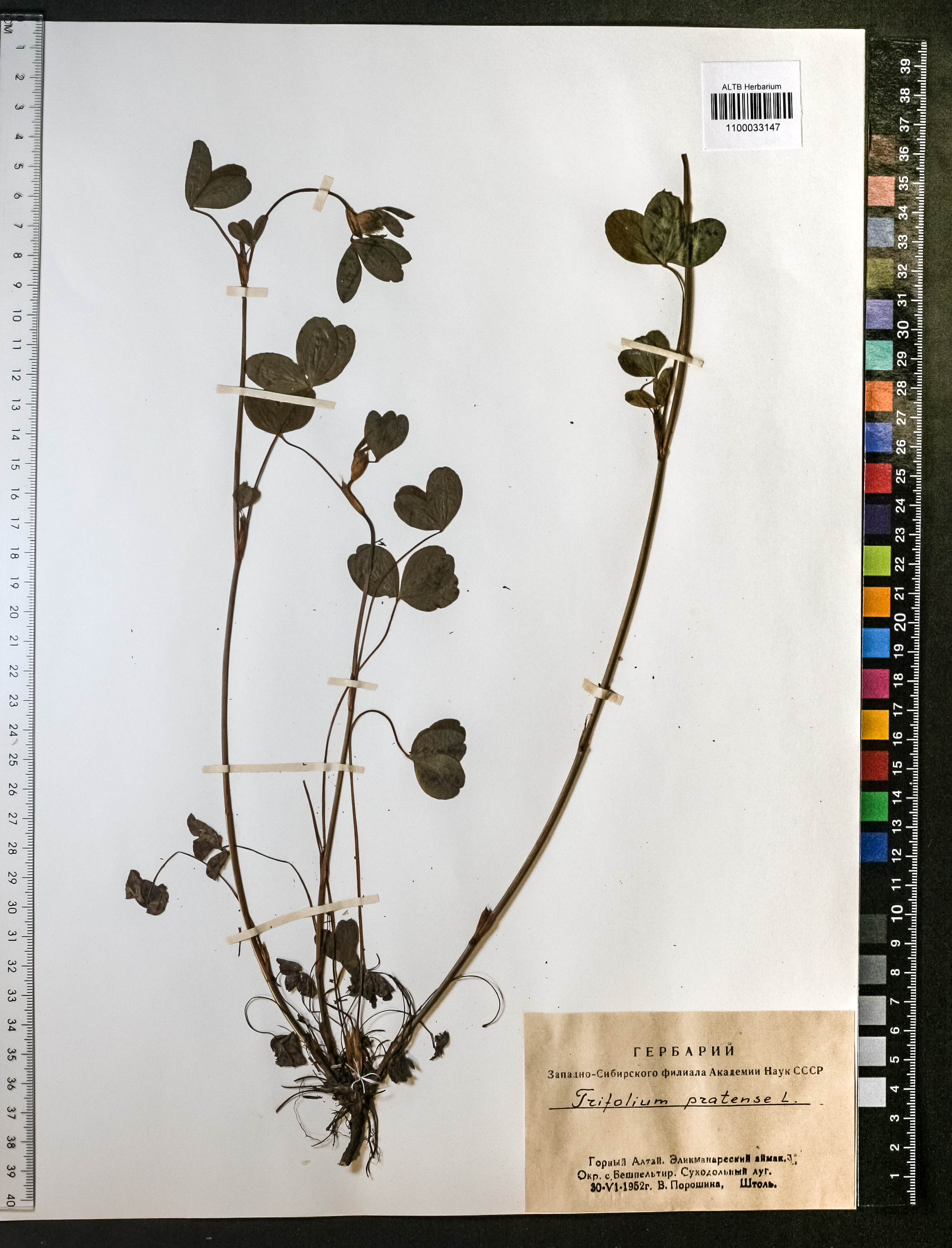 Trifolium pratense L.