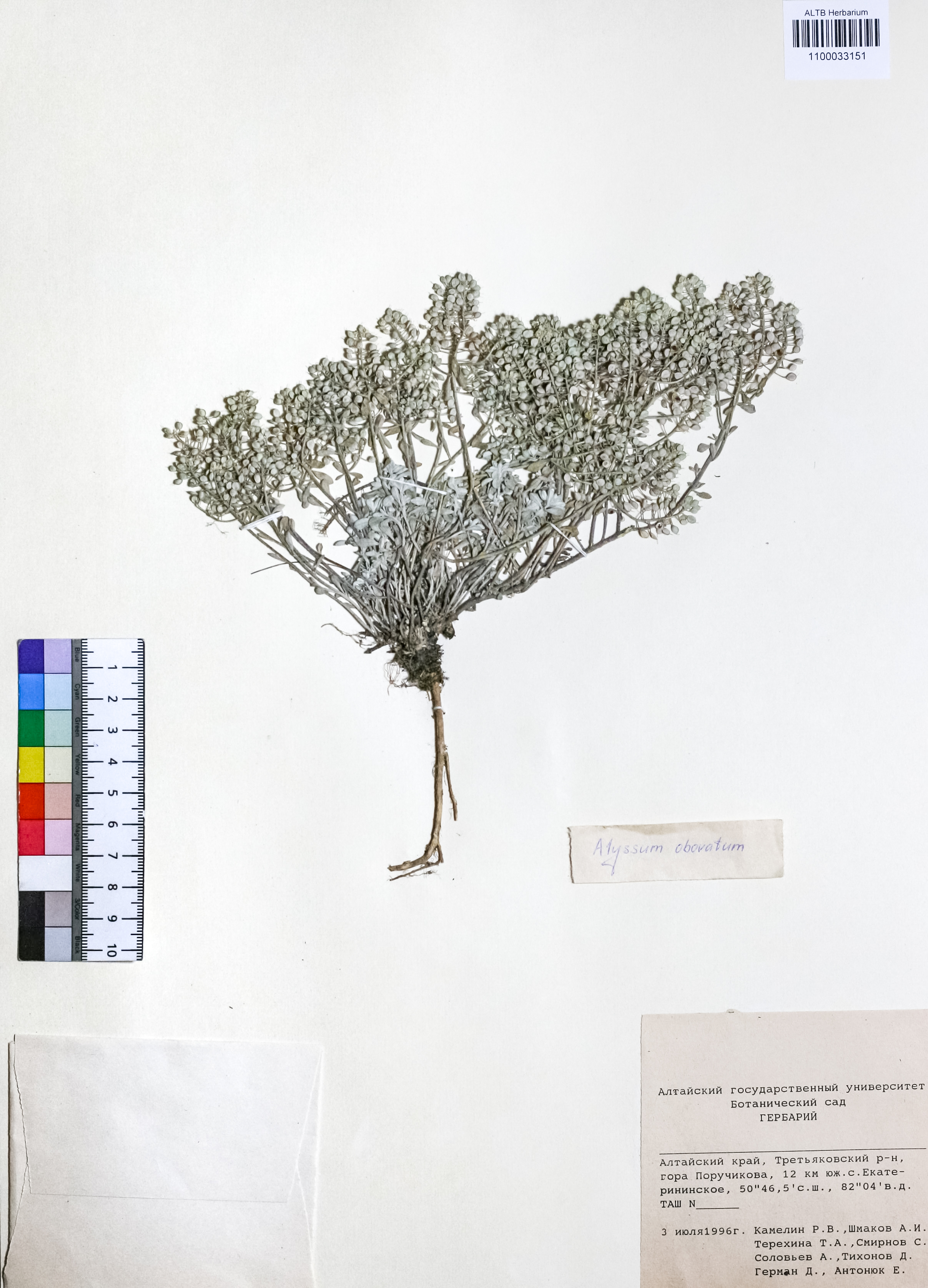 Alyssum obovatum (C.A.Mey.) Turcz.
