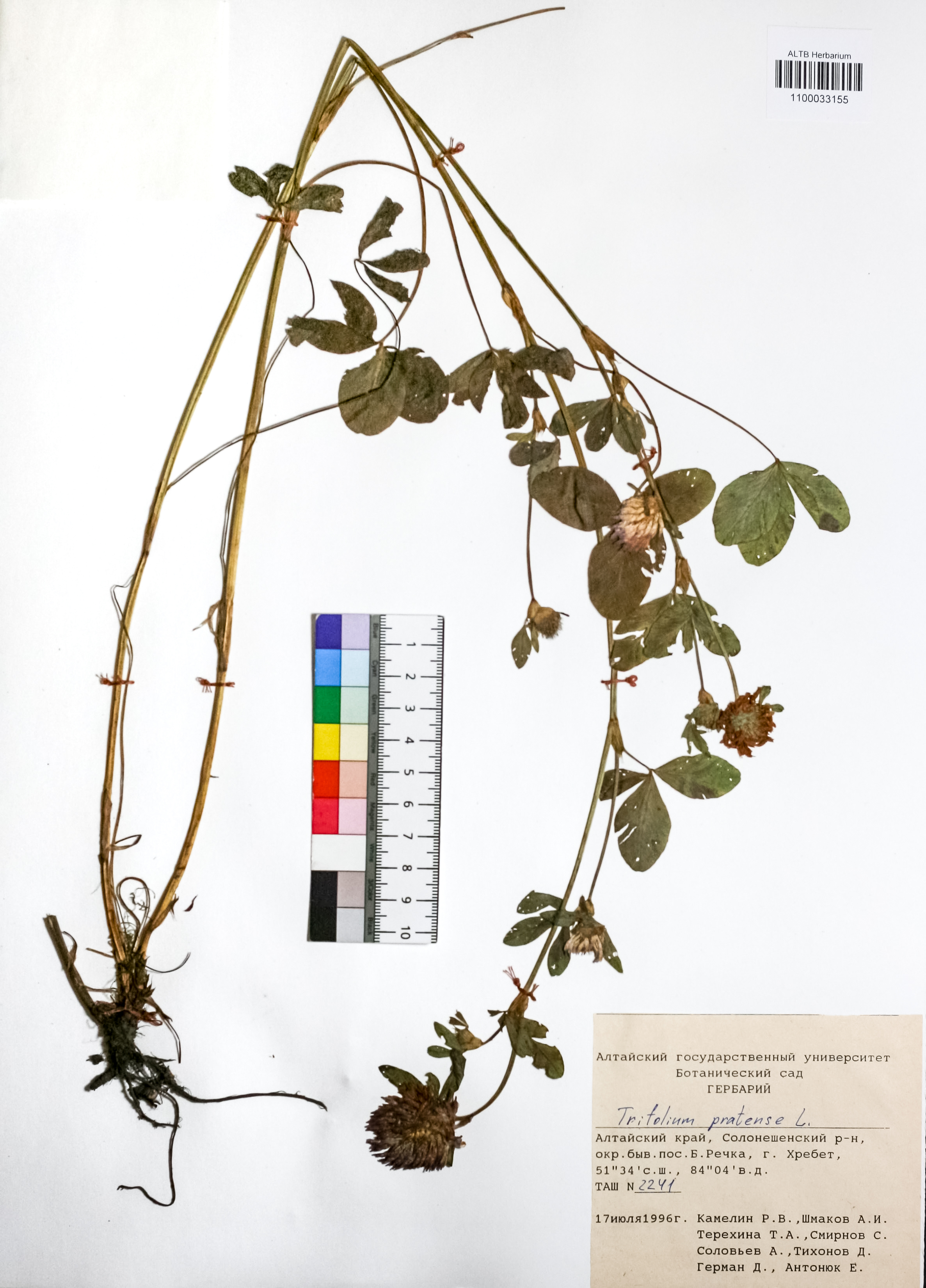 Trifolium pratense L.