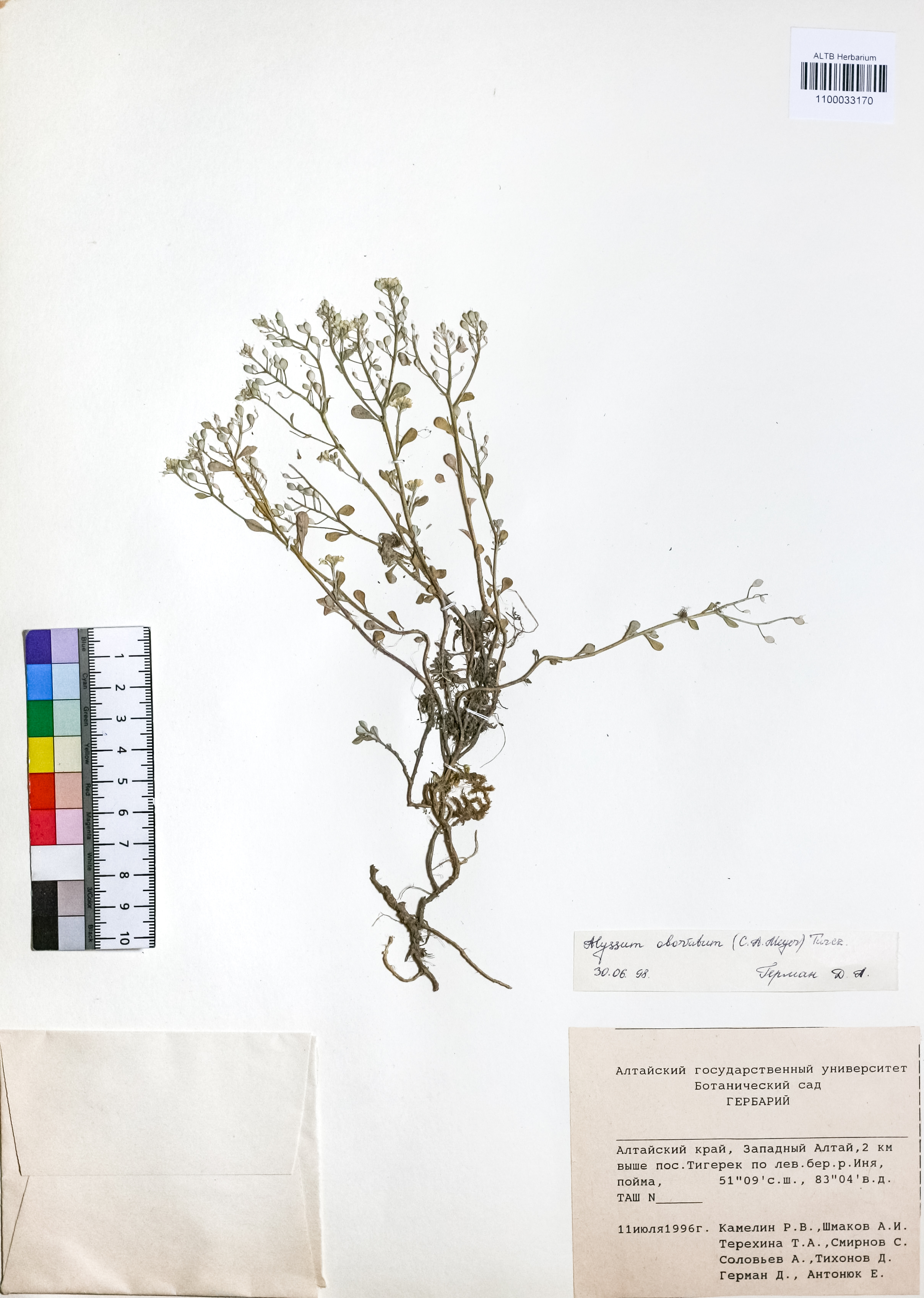 Alyssum obovatum (C.A.Mey.) Turcz.