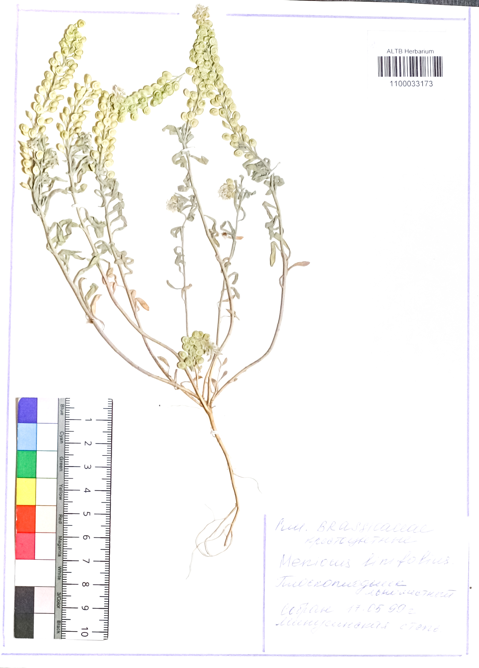 Meniocus linifolius DC.