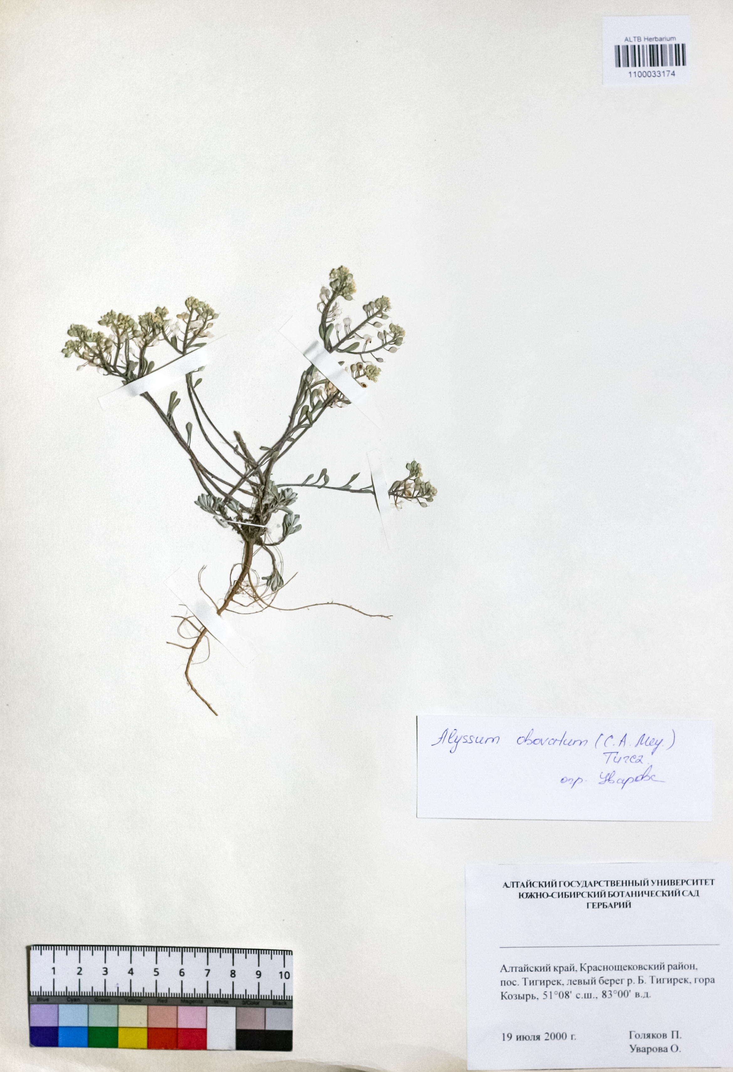 Alyssum obovatum (C.A.Mey.) Turcz.