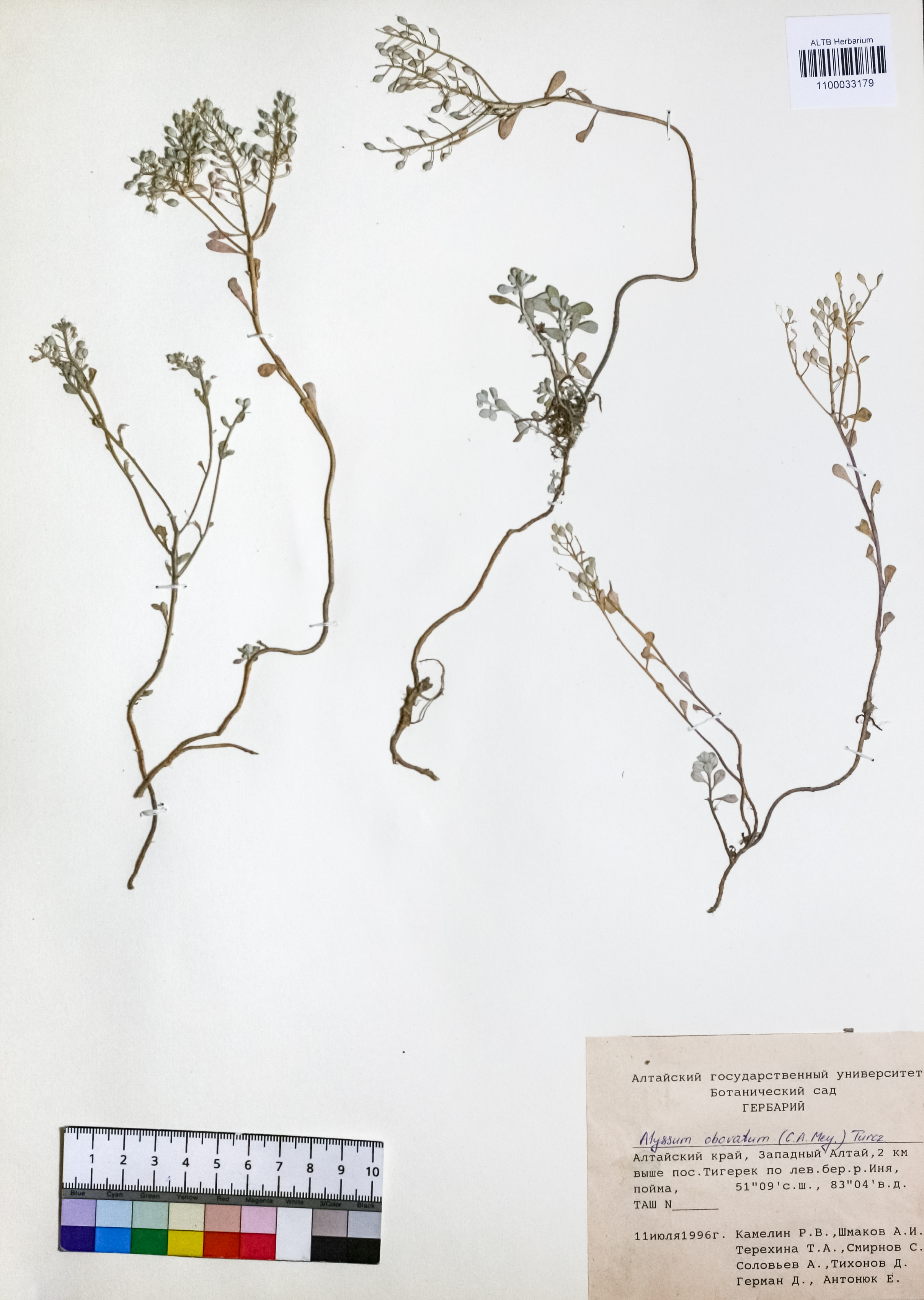 Alyssum obovatum (C.A.Mey.) Turcz.