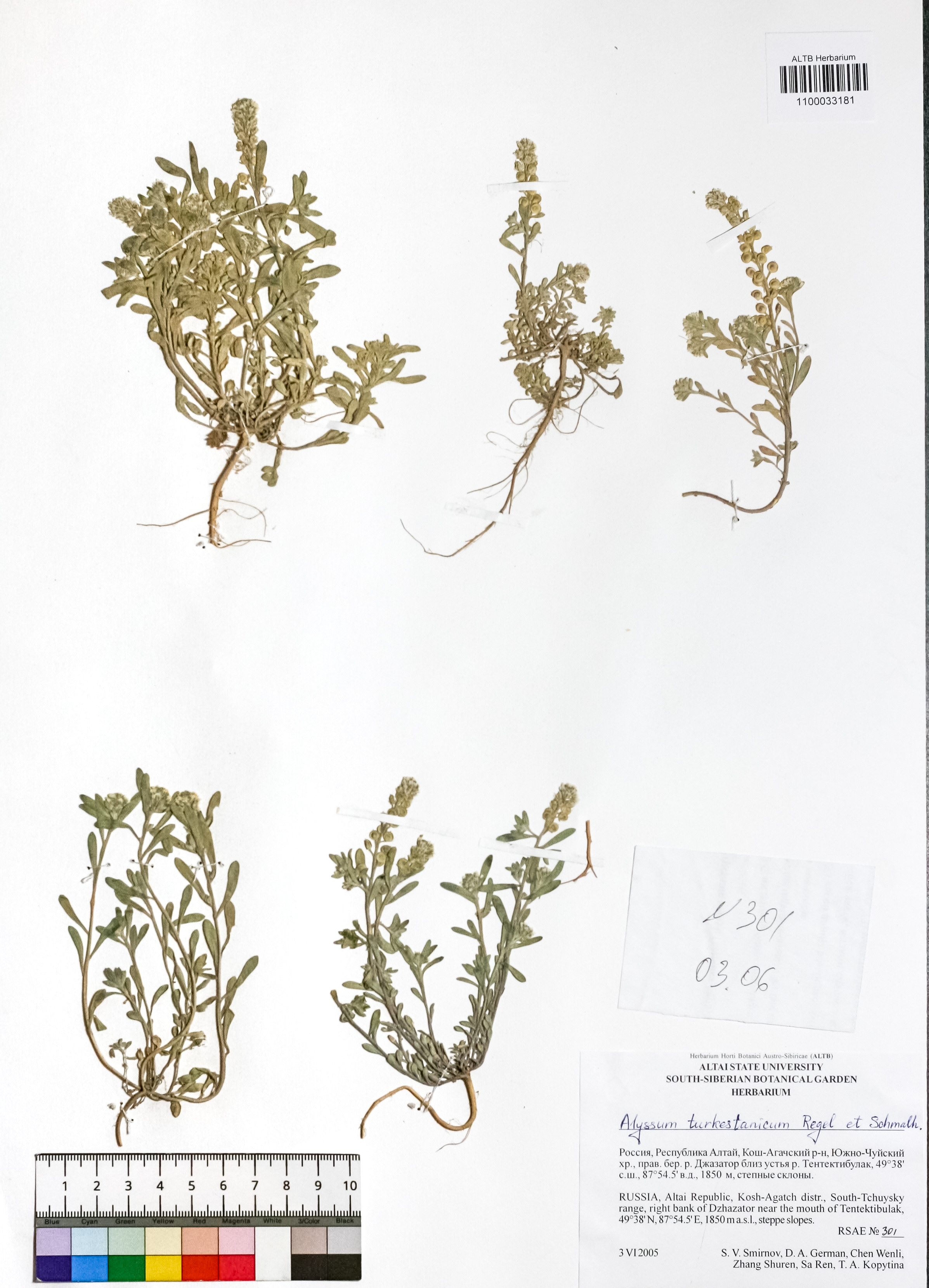 Alyssum turkestanicum Regel & Schmalh.