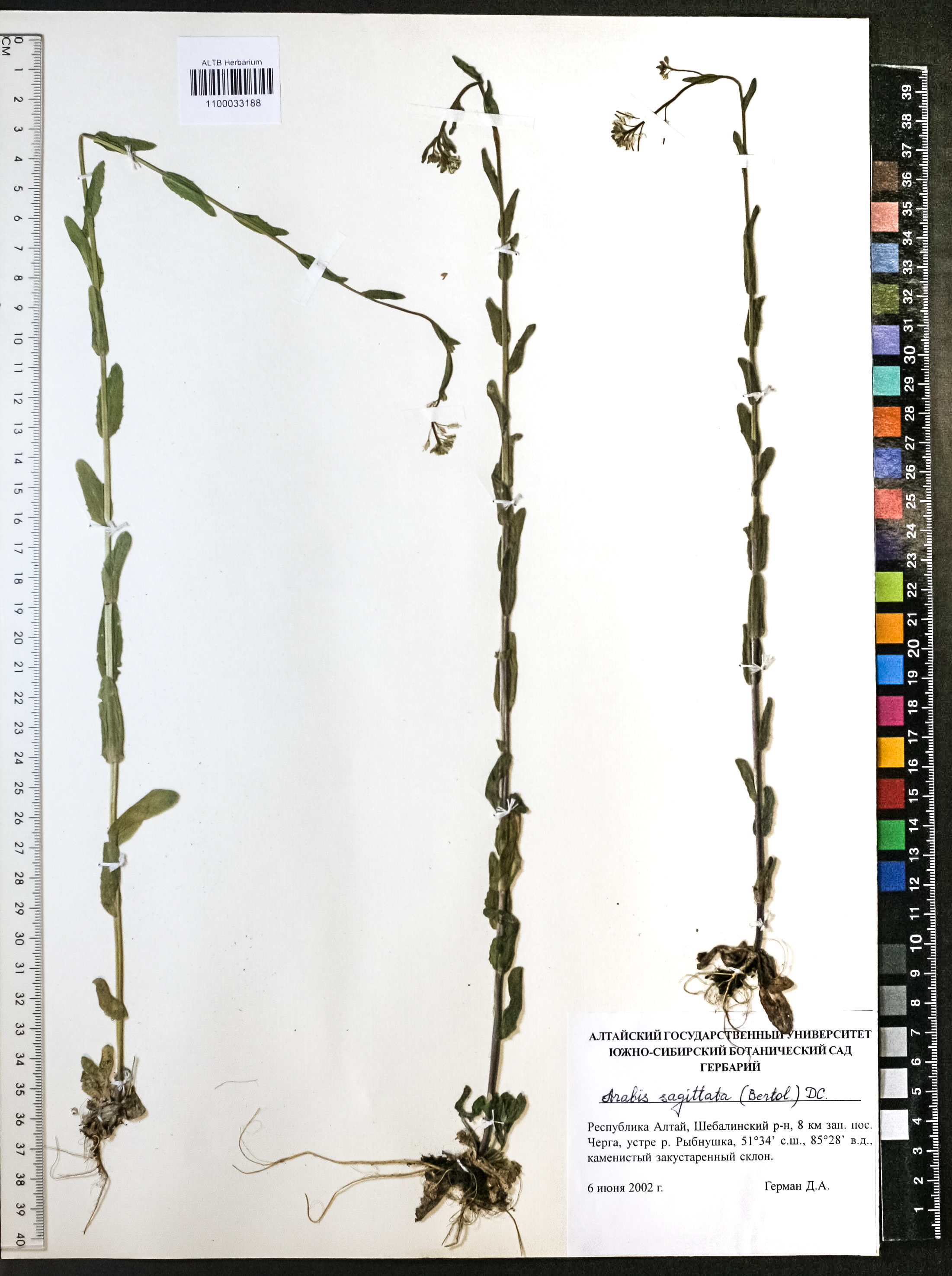Arabis sagittata (Bertol.) DC.