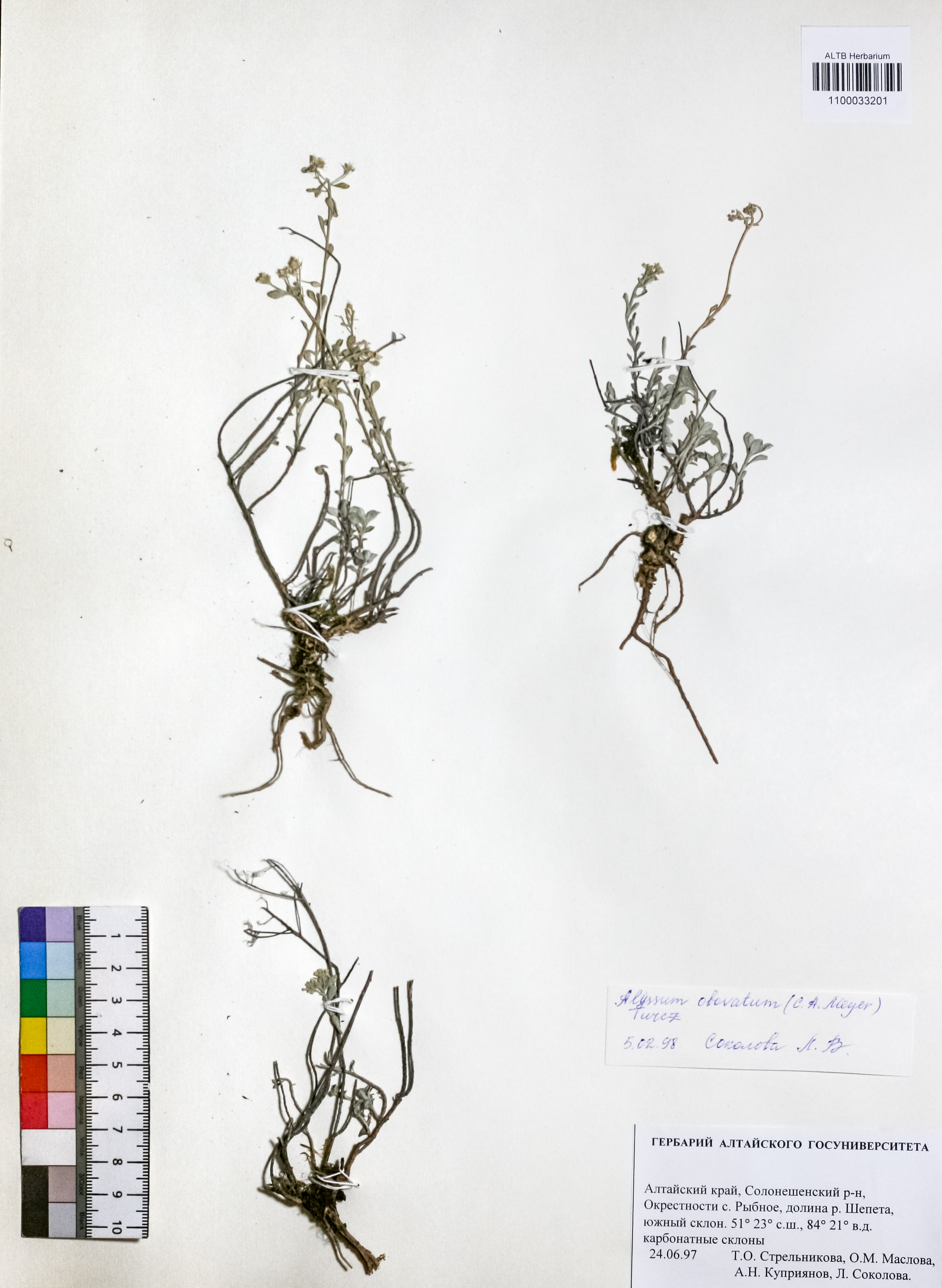 Alyssum obovatum (C.A.Mey.) Turcz.