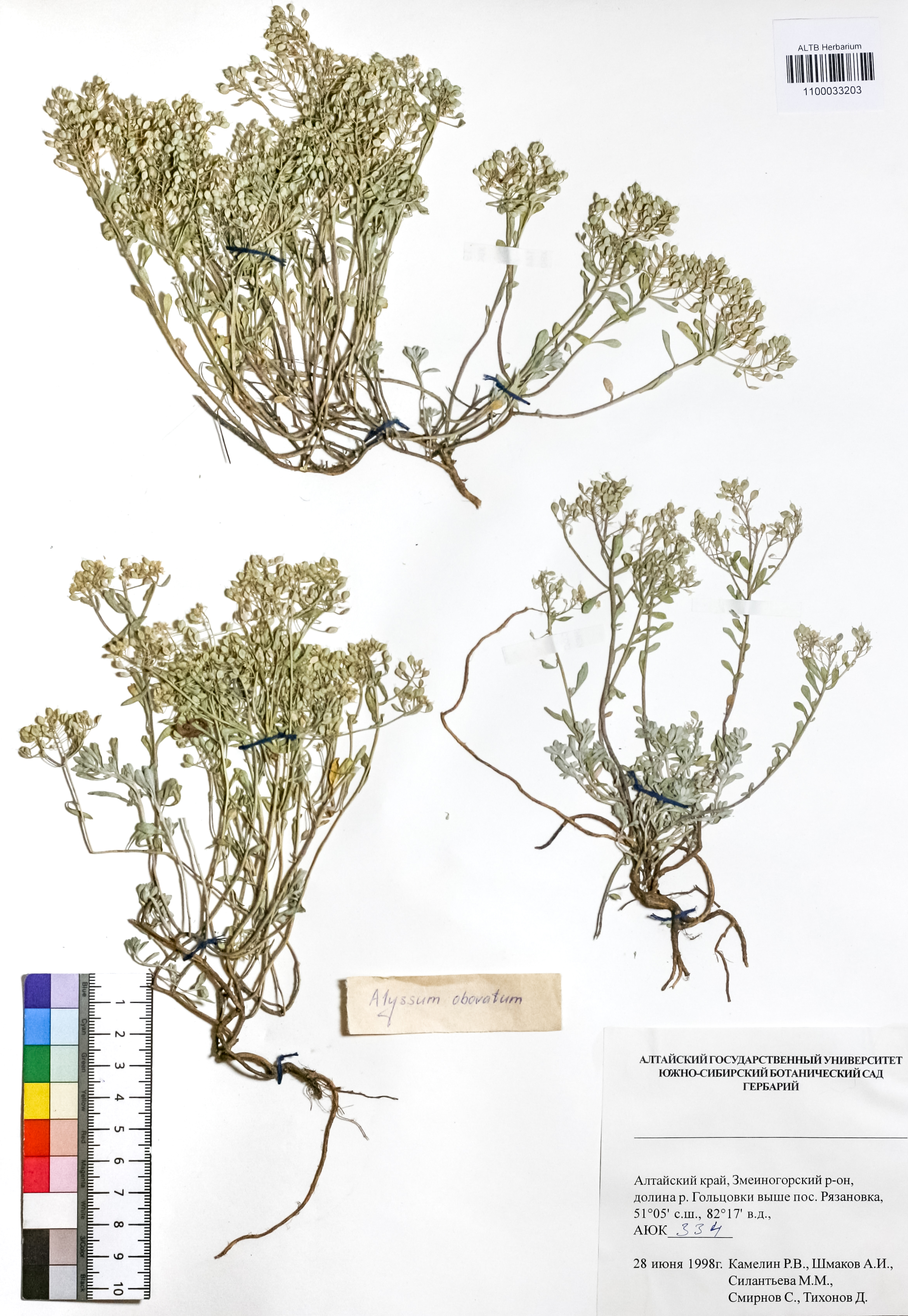 Alyssum obovatum (C.A.Mey.) Turcz.