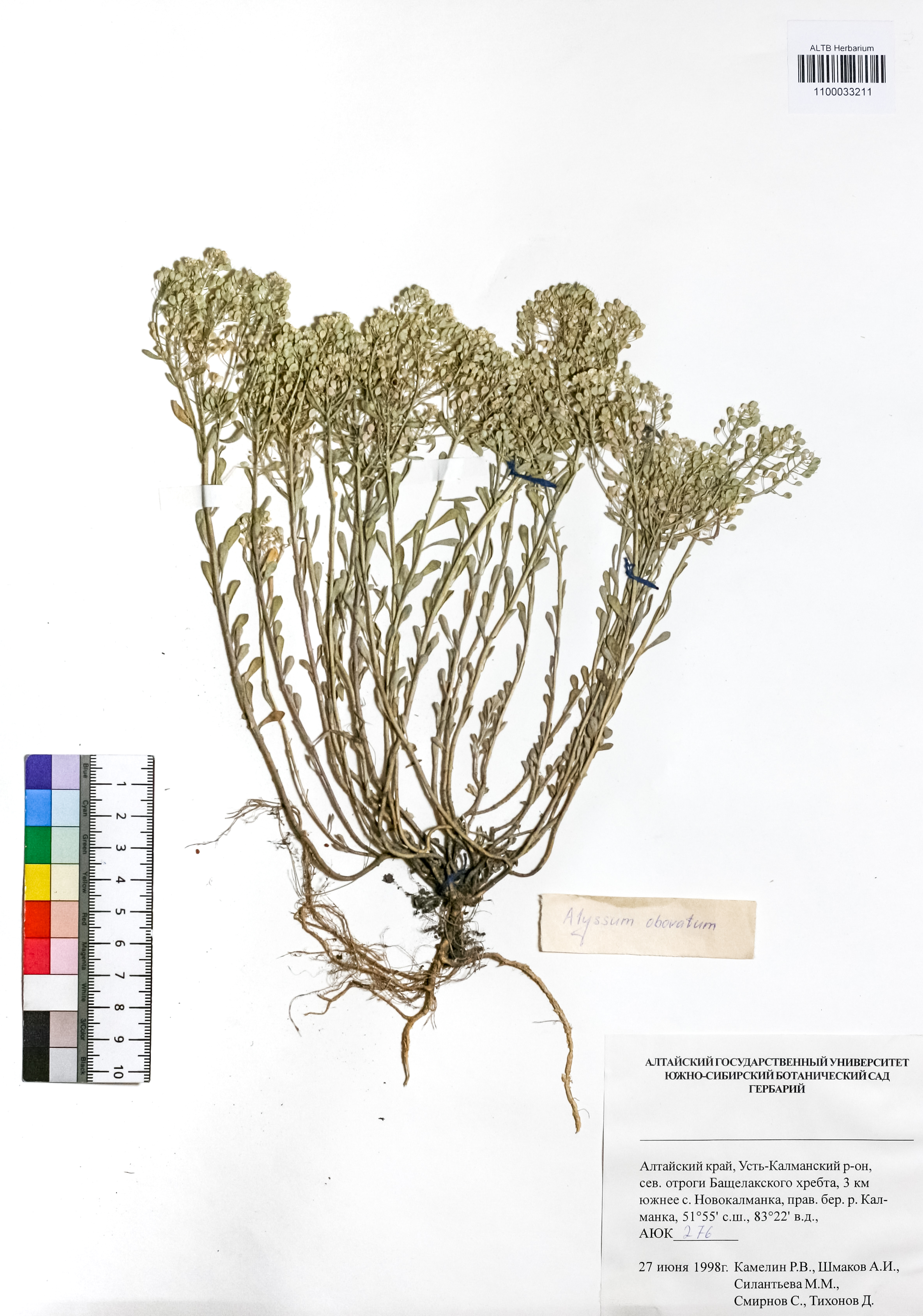 Alyssum obovatum (C.A.Mey.) Turcz.