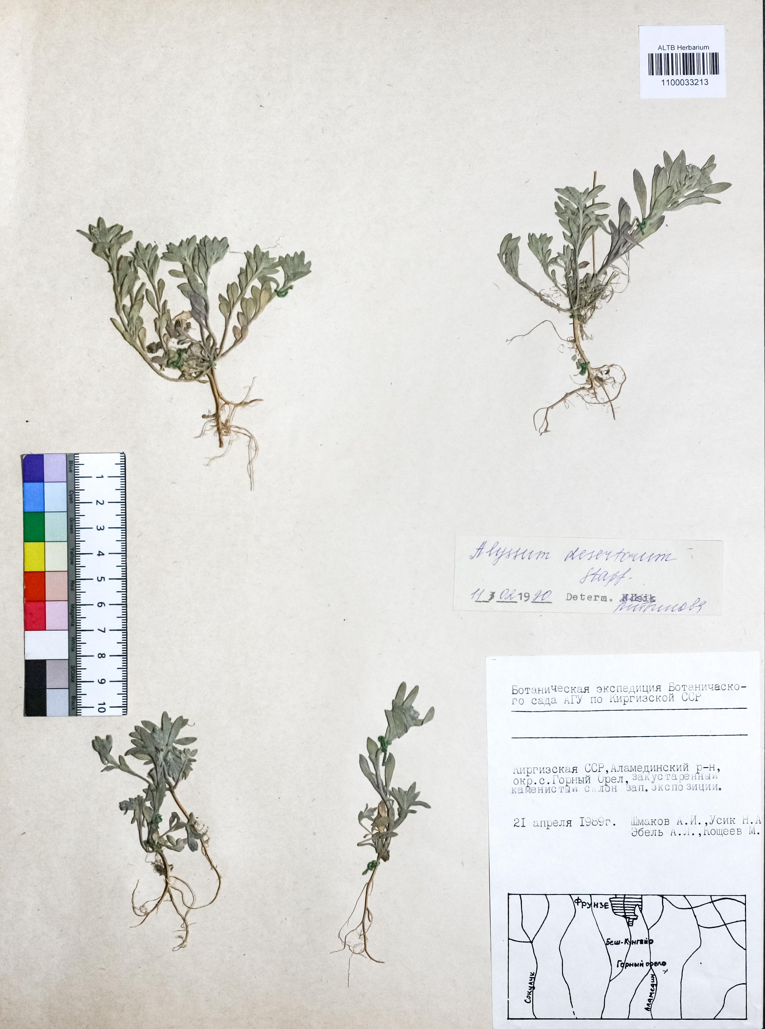 Alyssum desertorum Stapf