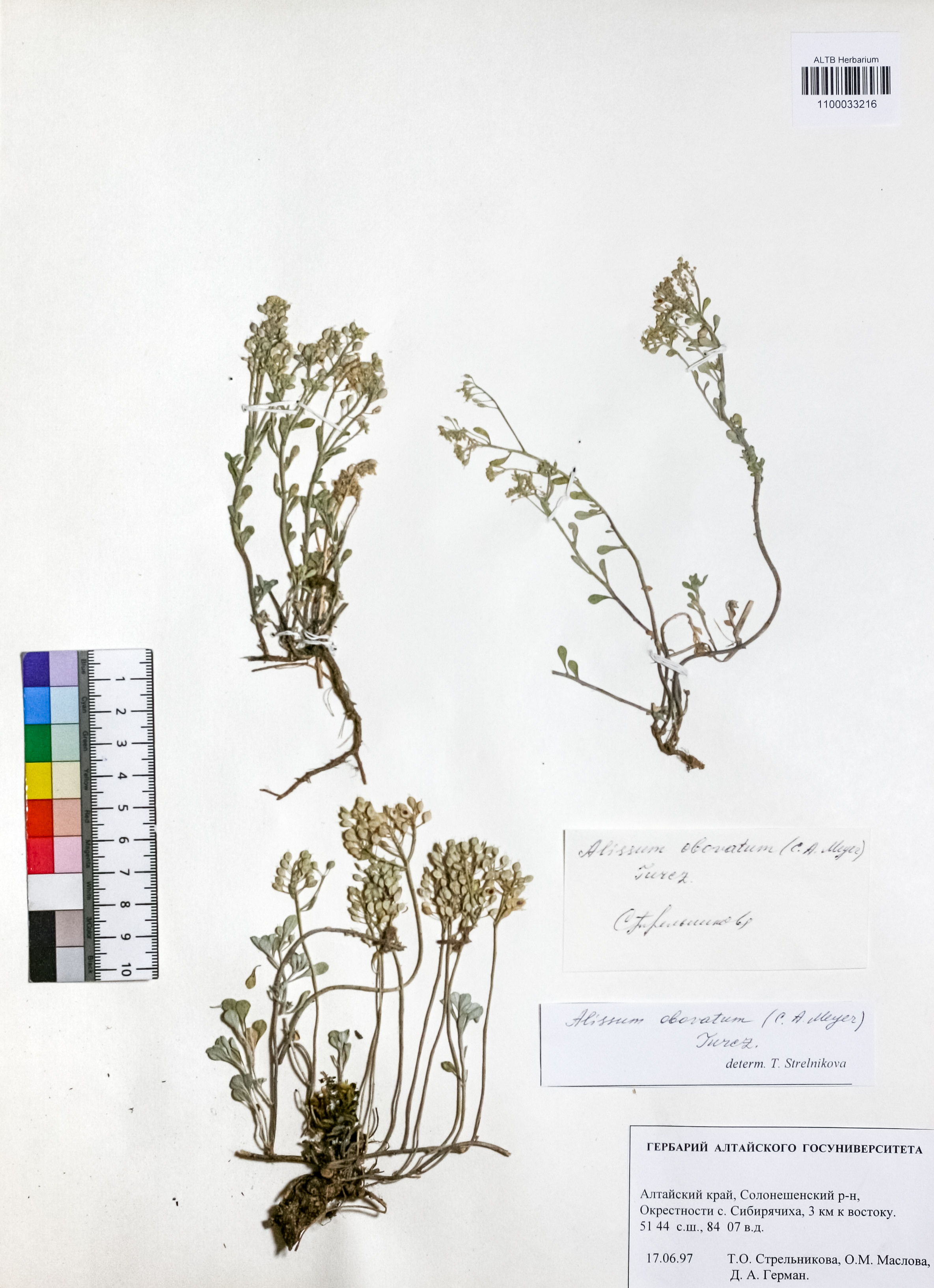 Alyssum obovatum (C.A.Mey.) Turcz.