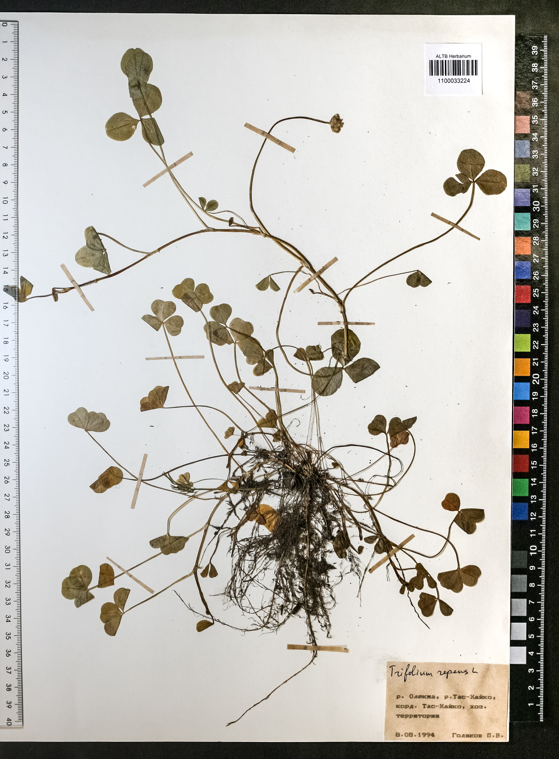 Trifolium repens L.