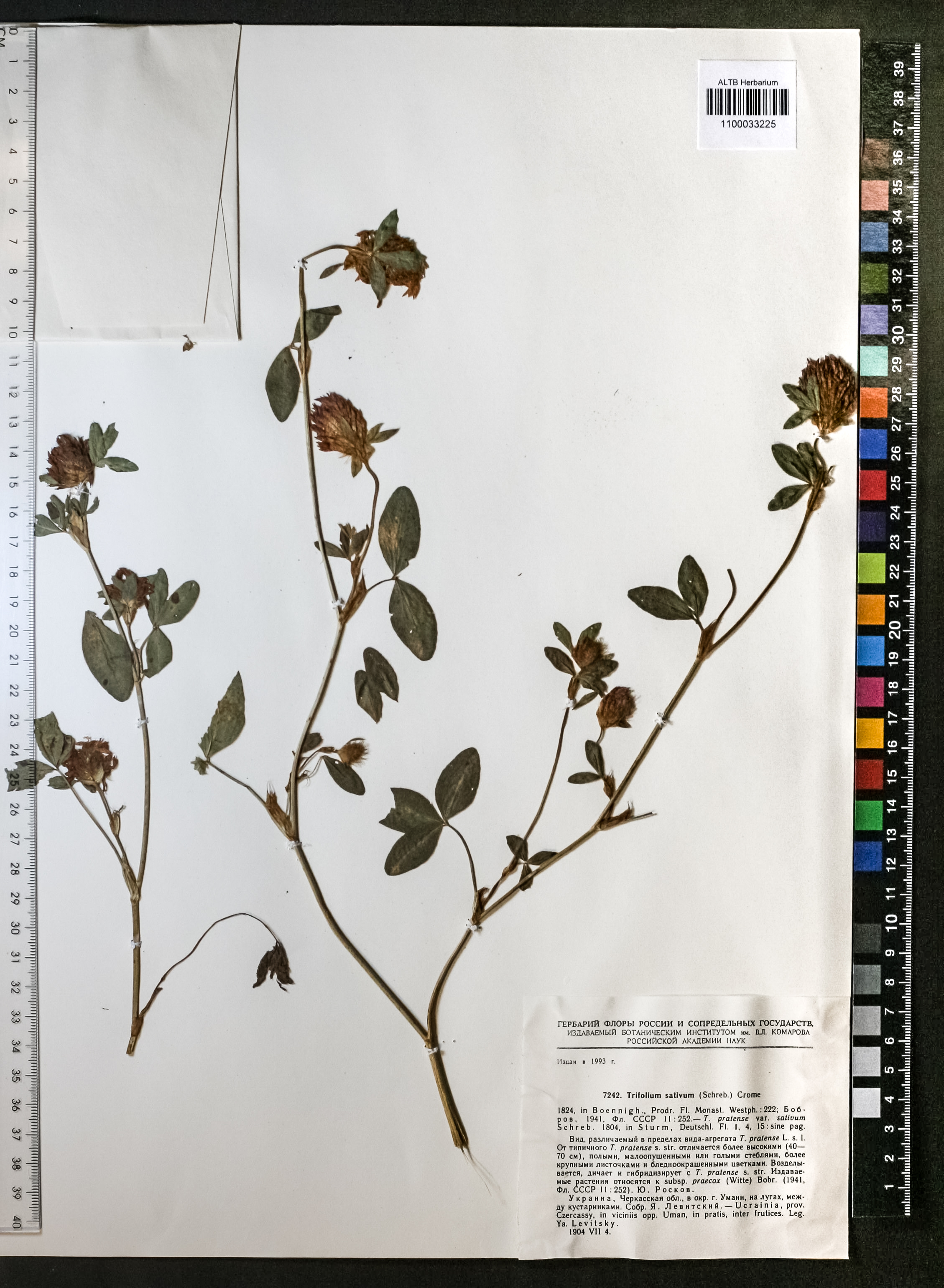 Trifolium sativum Crome ex Boenn.
