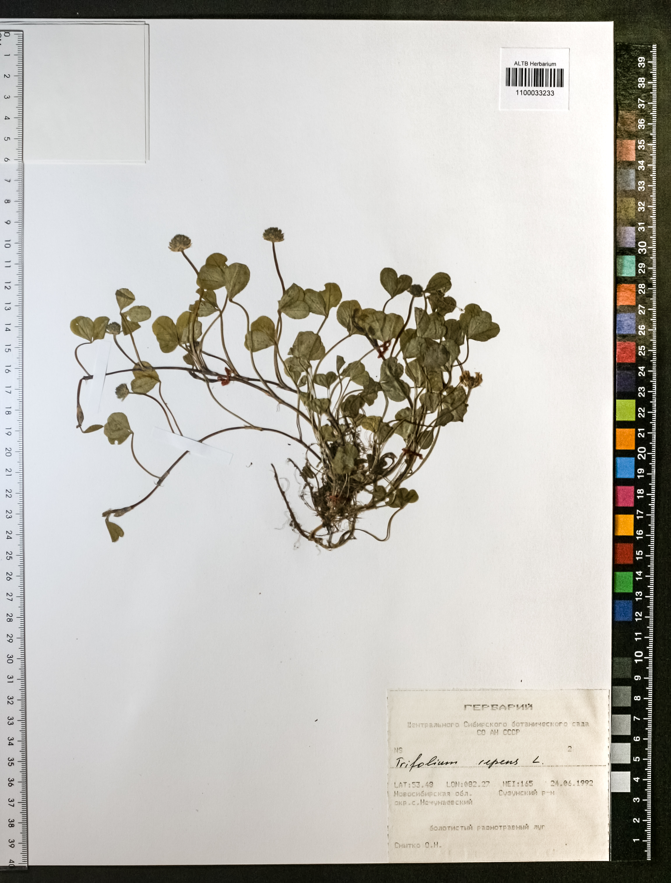Trifolium repens L.